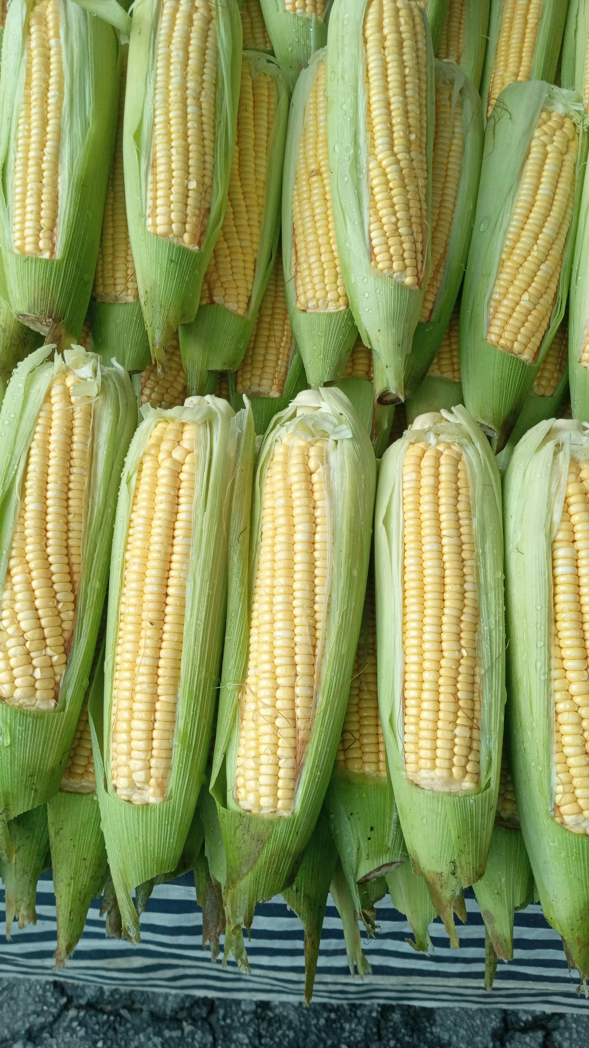 Bukan Sekadar Karbohidrat, Ini 5 Nutrisi Tersembunyi Jagung Menurut Data USDA