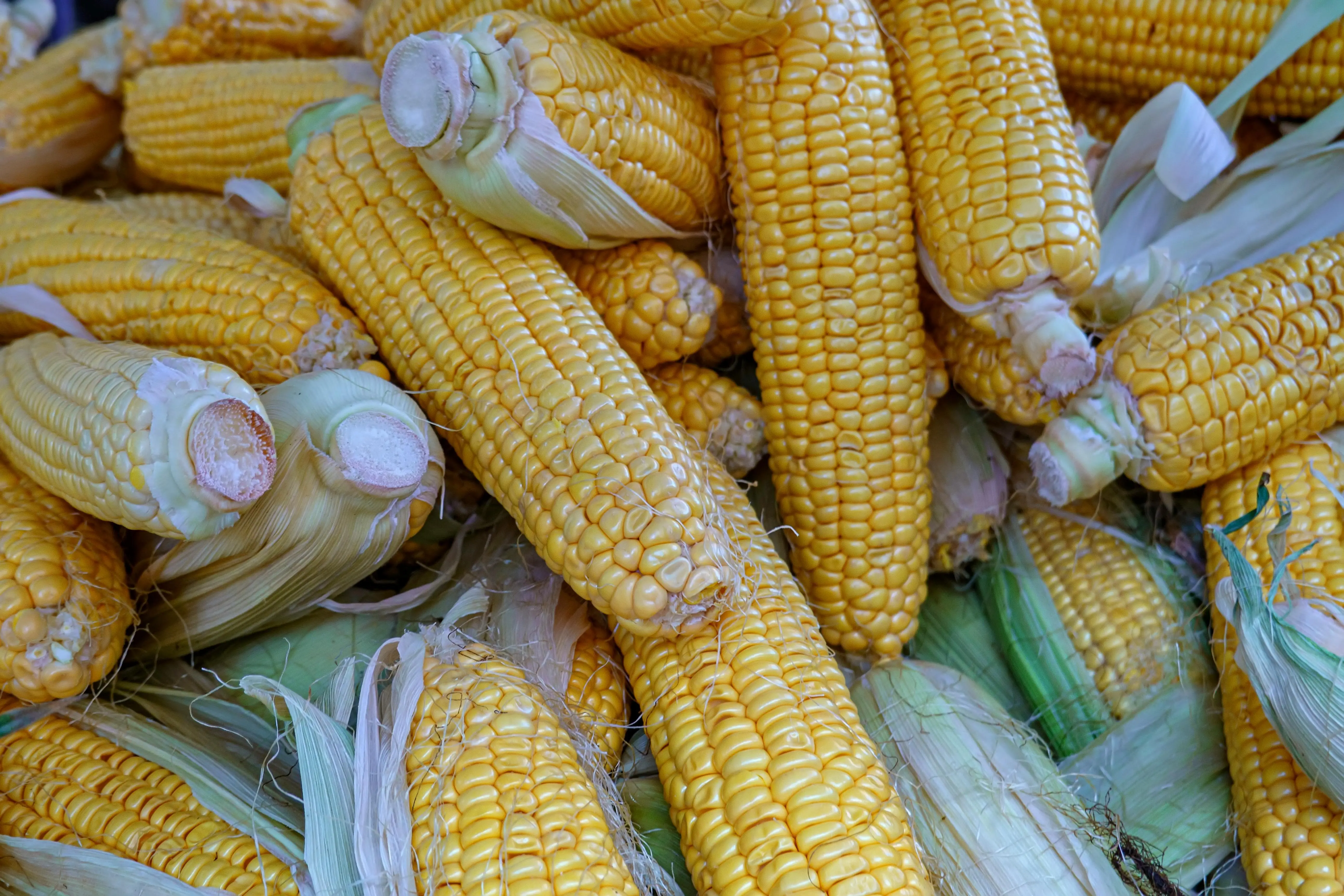 Efektifkah Makan Jagung untuk Diet? Simak Penjelasan Ahli Berikut Ini