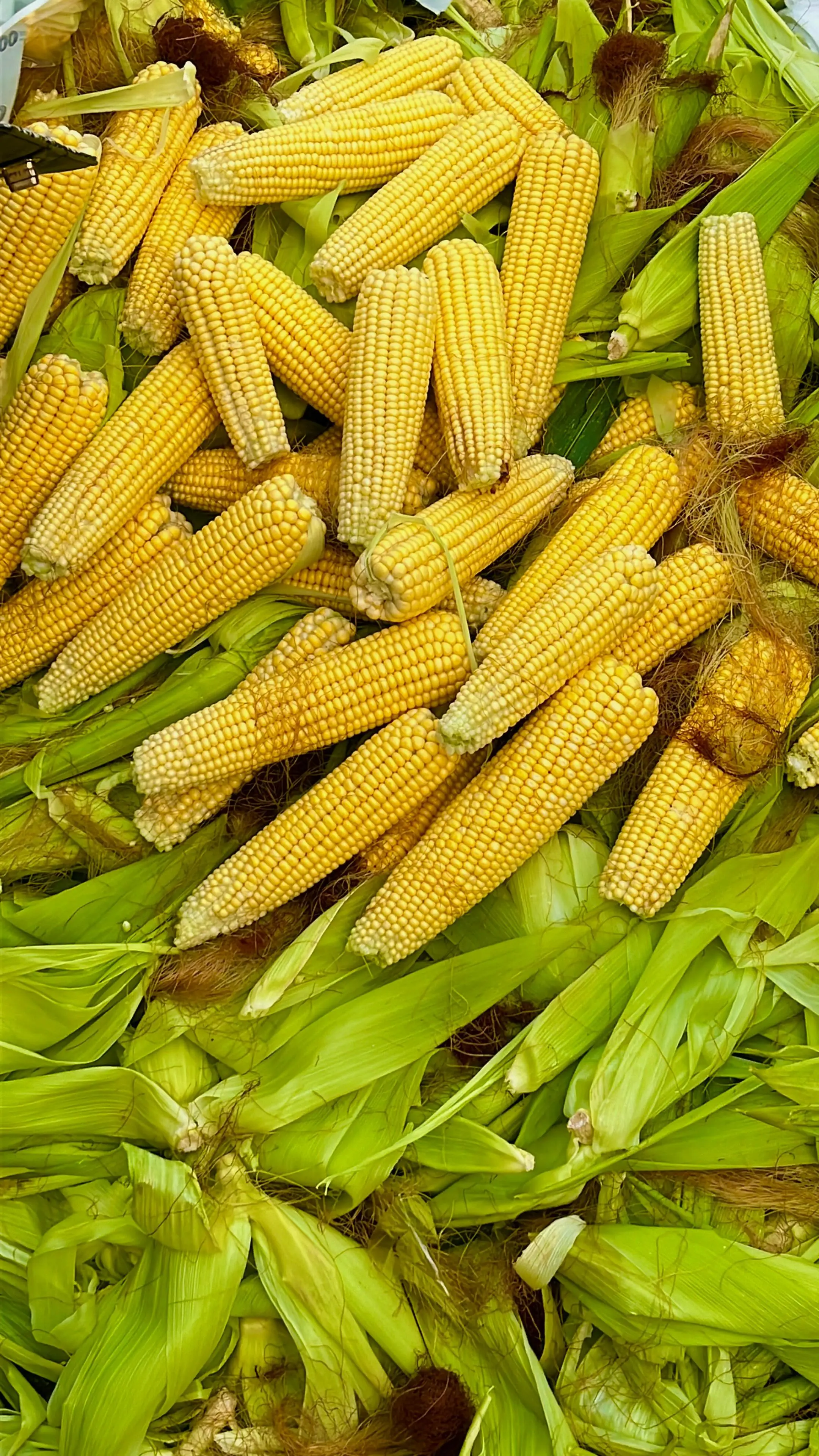Kaya Serat Alami, Ini 5 Manfaat Jagung untuk Melancarkan Pencernaan
