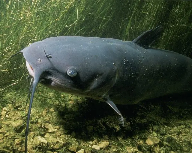 Panduan Konsumsi Ikan Bijak: Mengapa Lele Hasil Produksi Berkelanjutan Jadi Pilihan Terbaik?