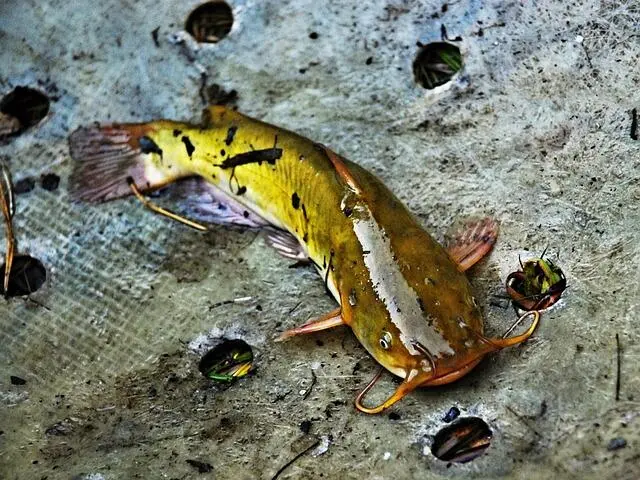 Menuju Budidaya Berkelanjutan: Mengupas Inovasi Pakan Lele Berbasis Nabati
