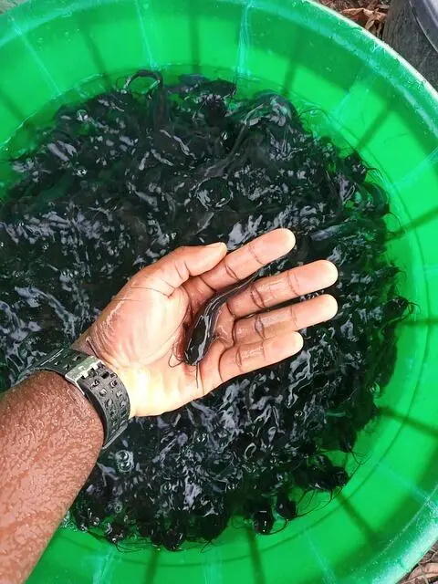Data WorldFish Ungkap Fakta Mengejutkan: Benarkah Lele Ikan Paling Ekonomis di Dunia?