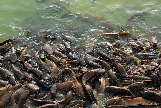 Panduan Lengkap Budidaya Lele Modern: Mengapa Sistem Bioflok Jadi Pilihan Utama Dunia?