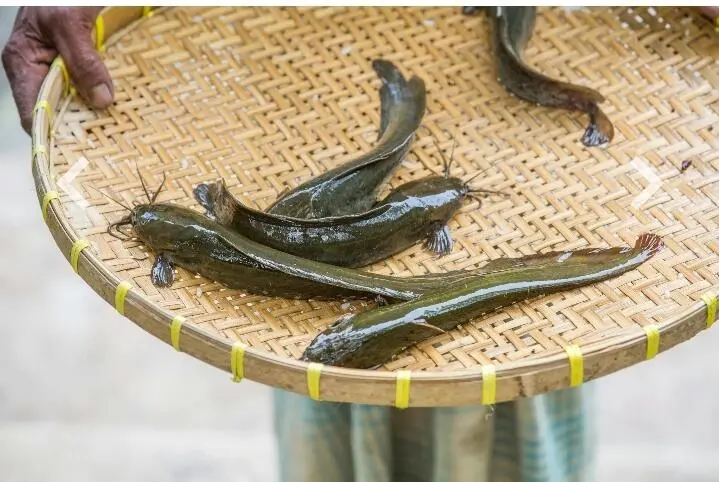 Sering Dipandang Sebelah Mata, Ternyata Lele Punya Manfaat Luar Biasa untuk Otak dan Jantung