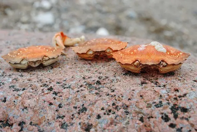 Bukan Sekadar Ganti Kulit, Ini Fakta Menarik Proses Ganti Cangkang pada Kepiting