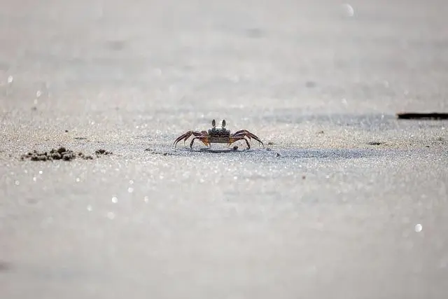 Rahasia Evolusi: Alasan Ilmiah Mengapa Kepiting Selalu Berjalan Menyamping