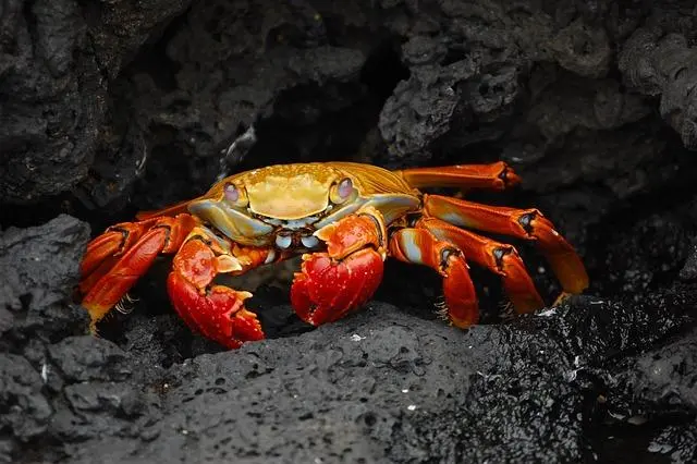 Rahasia Kehidupan Bawah Laut: 5 Fakta Unik Kepiting yang Jarang Diketahui Orang