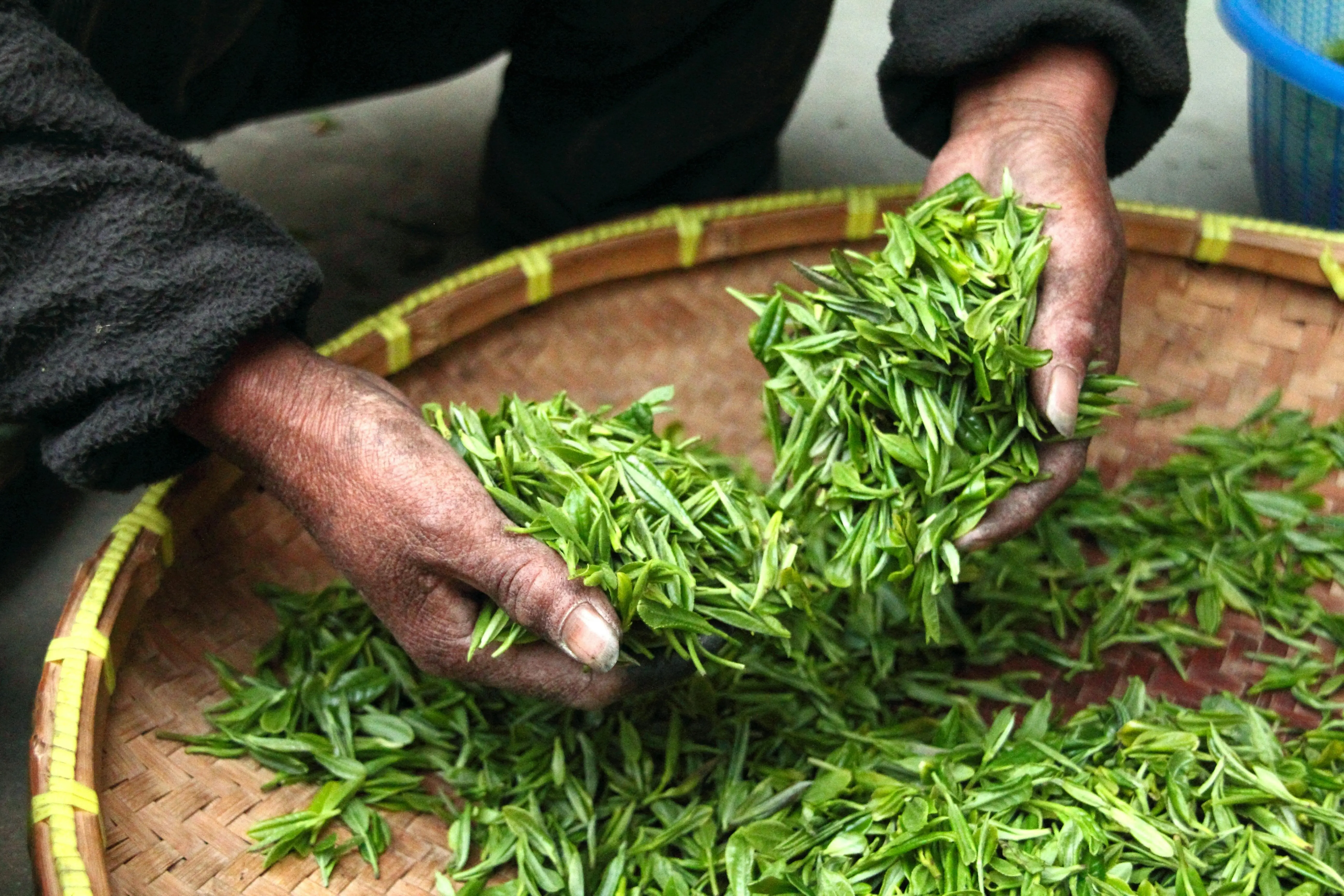 Jangan Asal Seduh! Ini Aturan Pakai Tanaman Herbal Menurut Standar Kesehatan Dunia