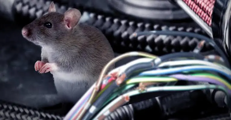 Waspada Kabel Putus! Ini Cara Aman Cegah Tikus Bersarang di Mesin Mobil