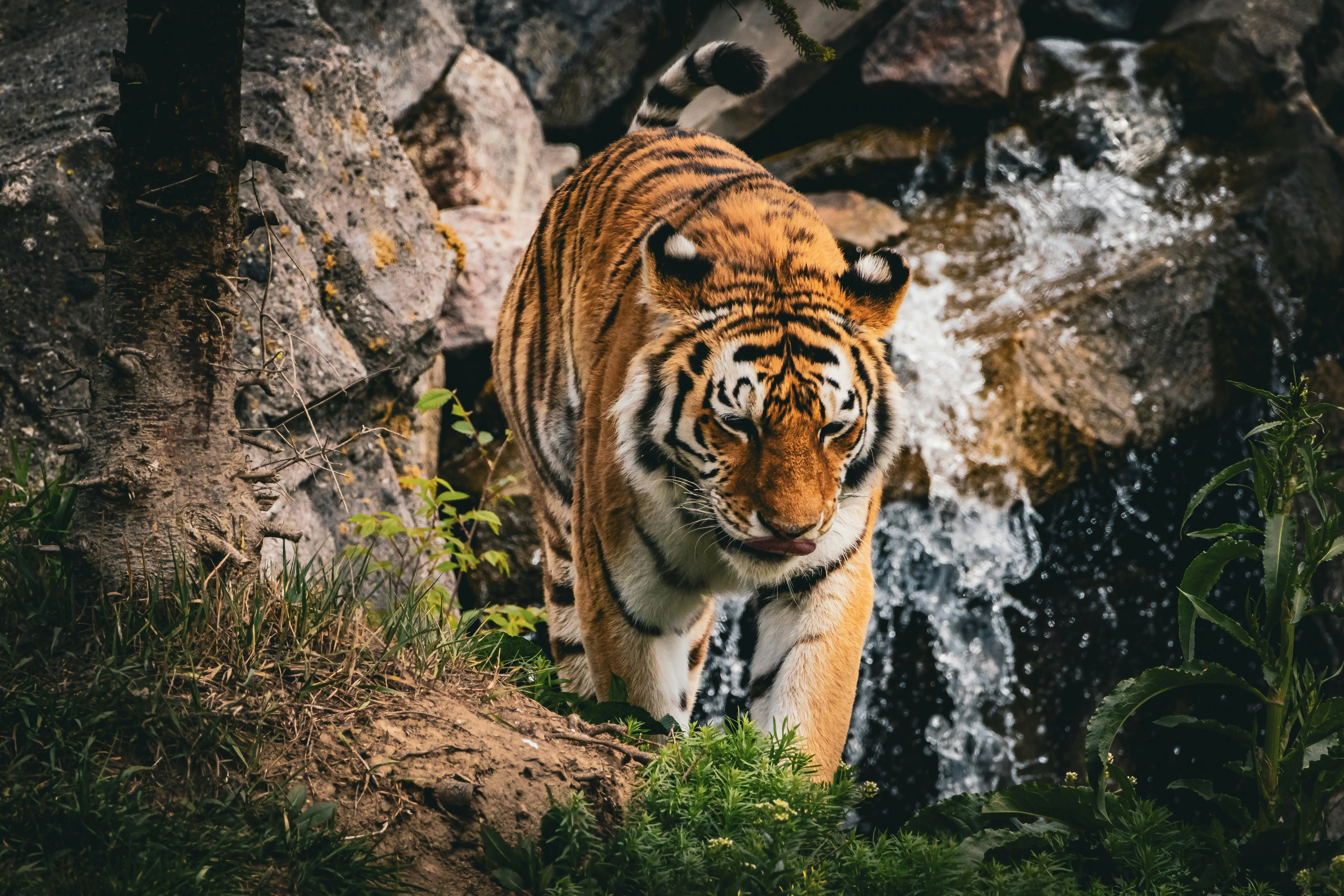 Simbol Penjaga Hutan: Mengapa Harimau Dianggap Suci oleh Komunitas Penyembah Alam?
