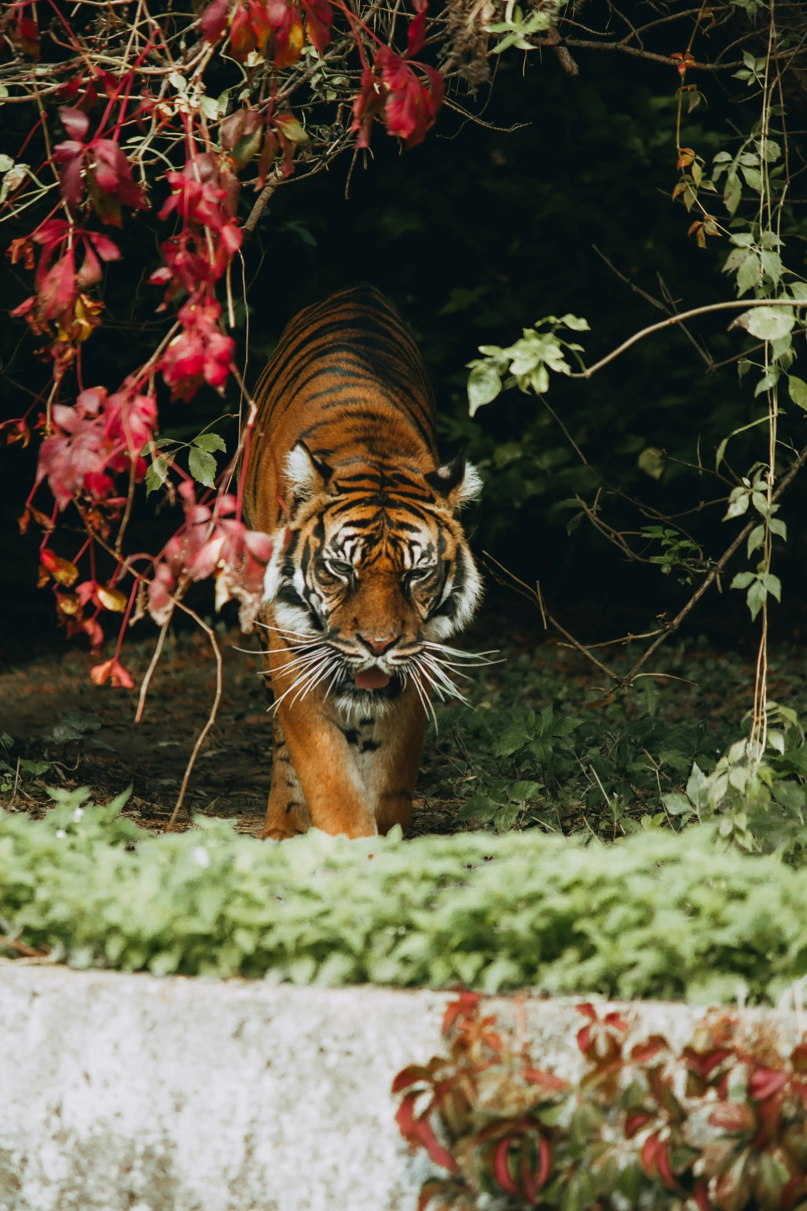 Dua Sisi Sang Penguasa Hutan: Mengapa Harimau Dianggap Suci Sekaligus Membawa Kutukan?