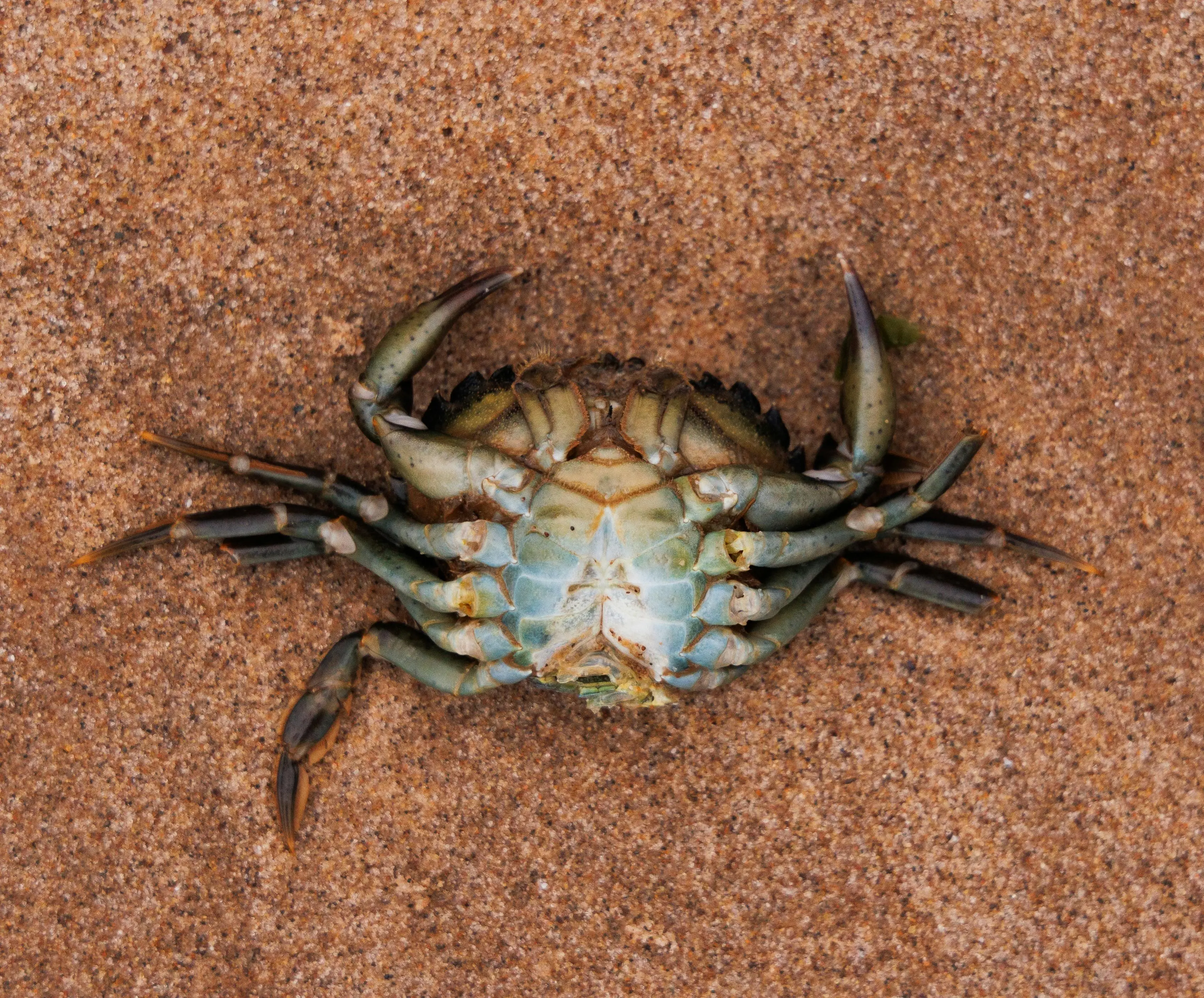Sang Penjaga Keseimbangan: Menelusuri Peran Krusial Kepiting dalam Rantai Makanan Laut