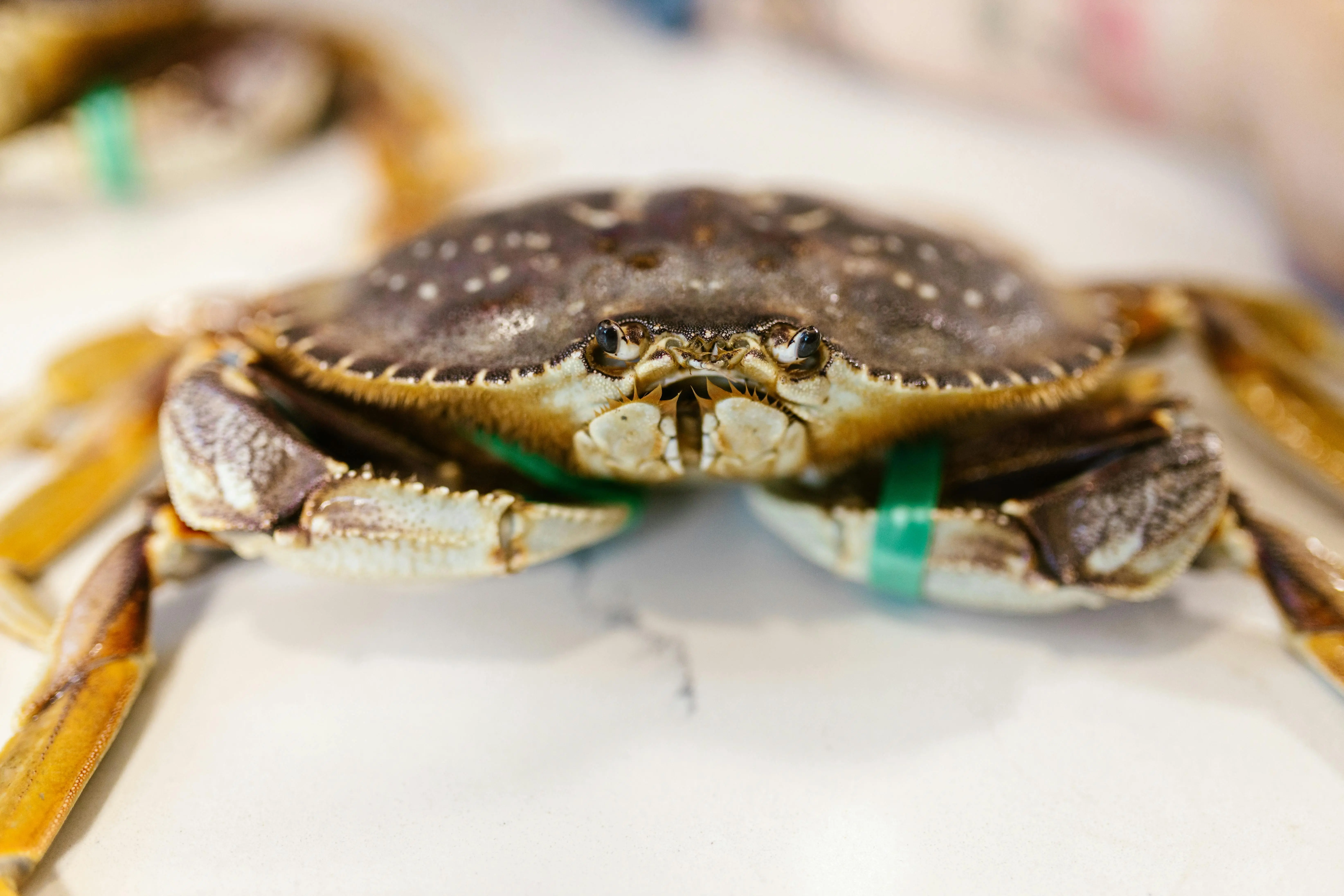 Dampak Penangkapan Kepiting Berlebihan Pada Laut