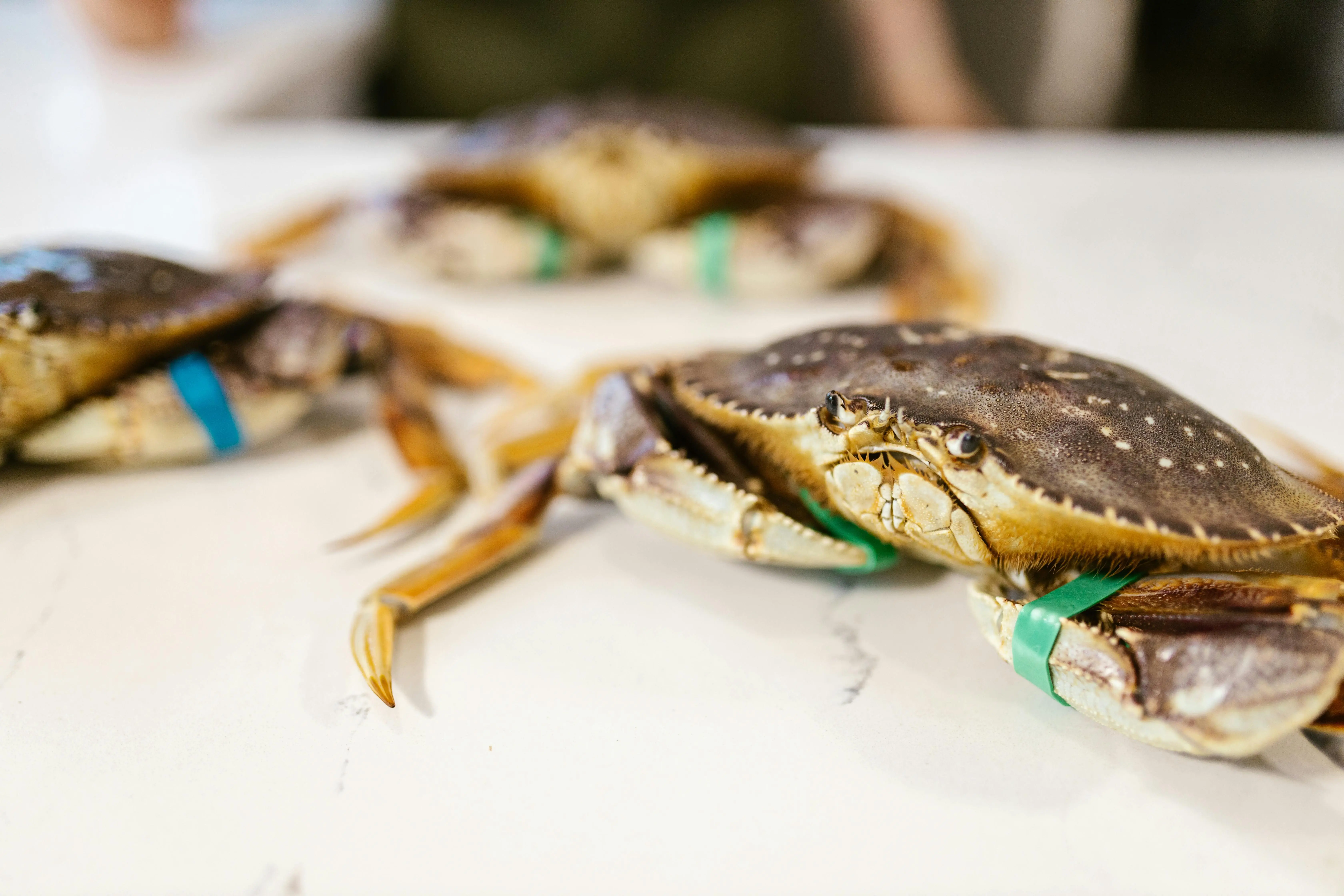Kepiting dan Perannya dalam Ekosistem Laut