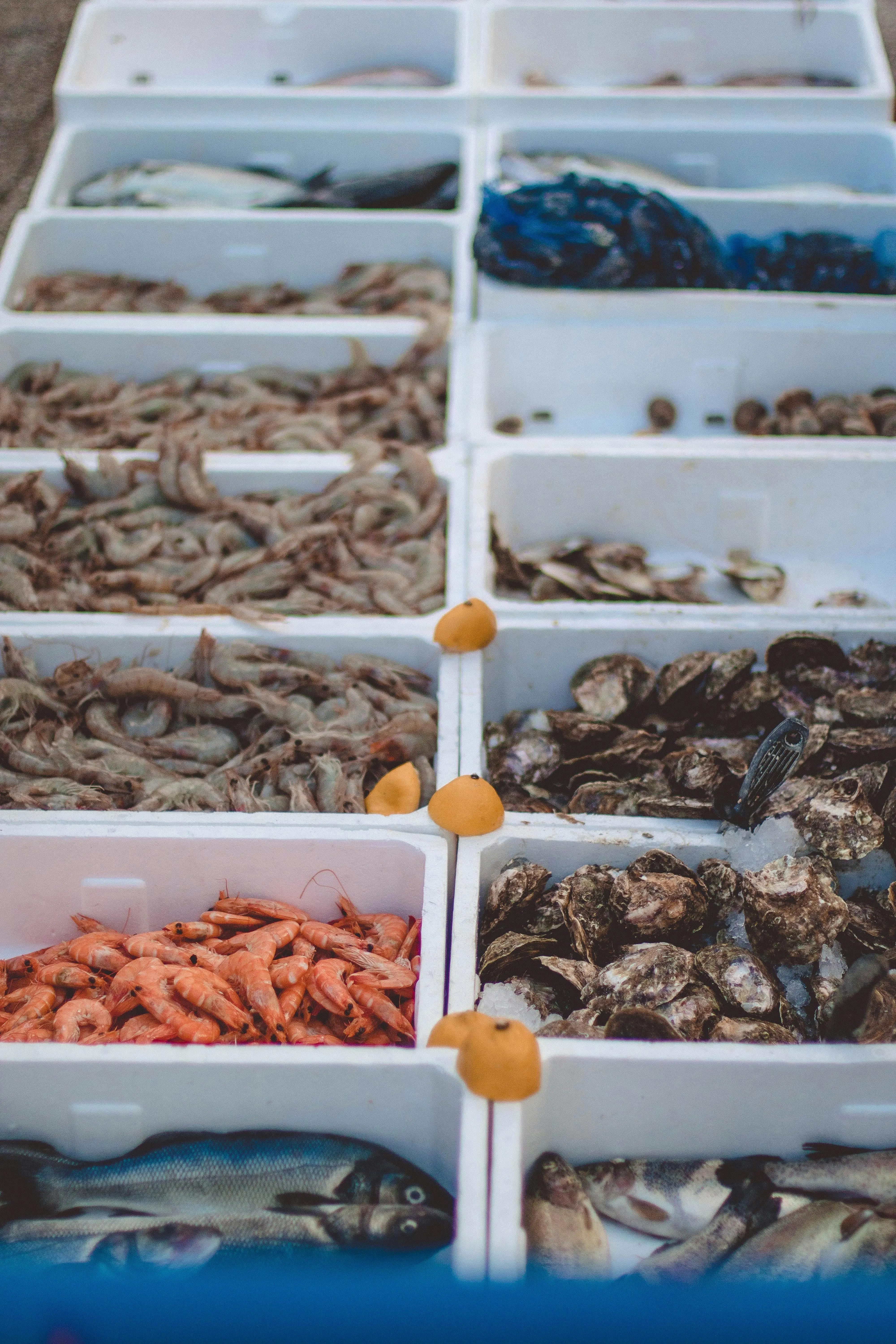 Tips Memilih Udang Berkualitas: Benarkah Udang Segar Selalu Lebih Bernutrisi?
