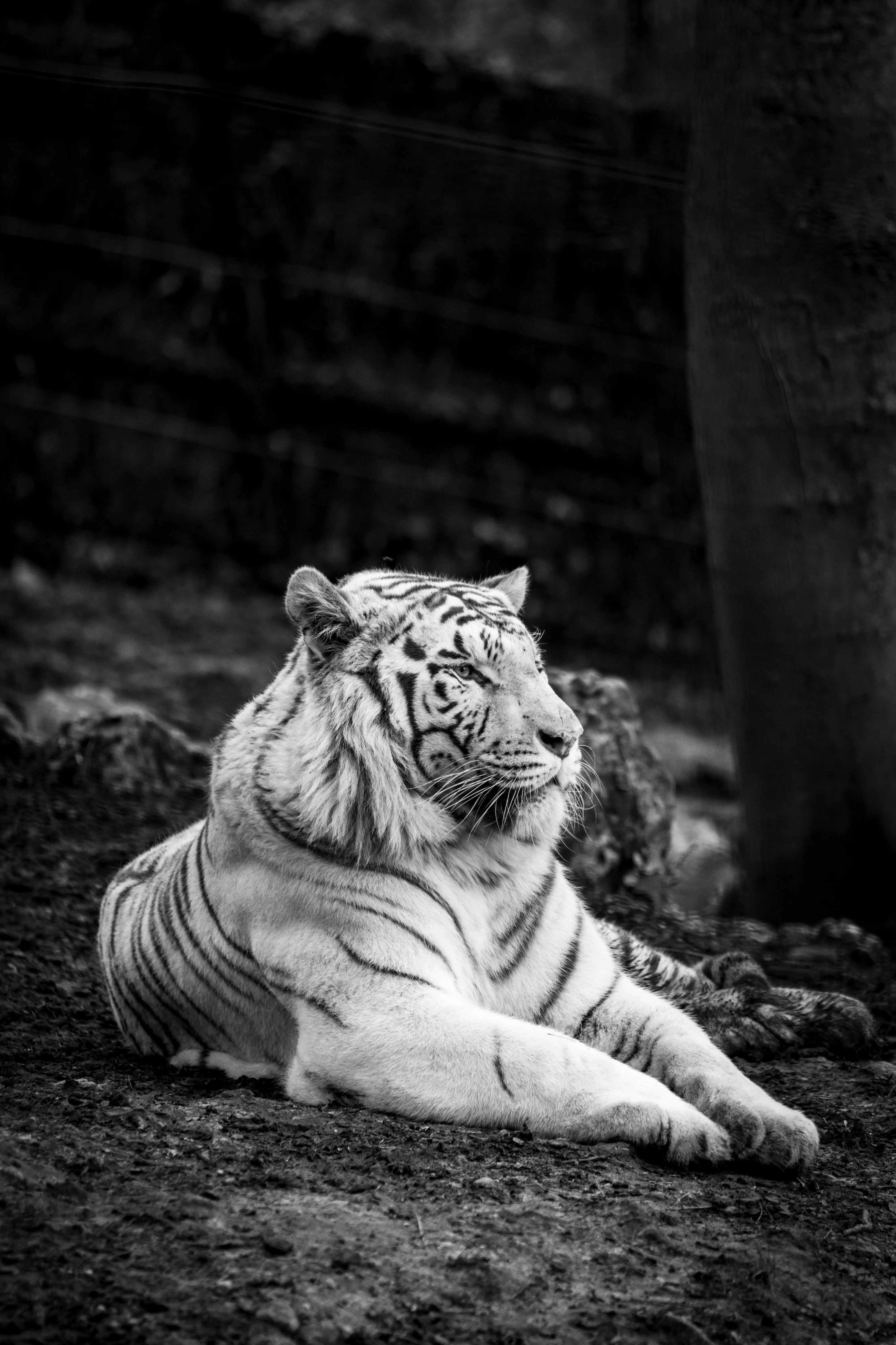Misteri Bai Hu: Mengenal Harimau Putih, Penjaga Barat dalam Mitologi Cina
