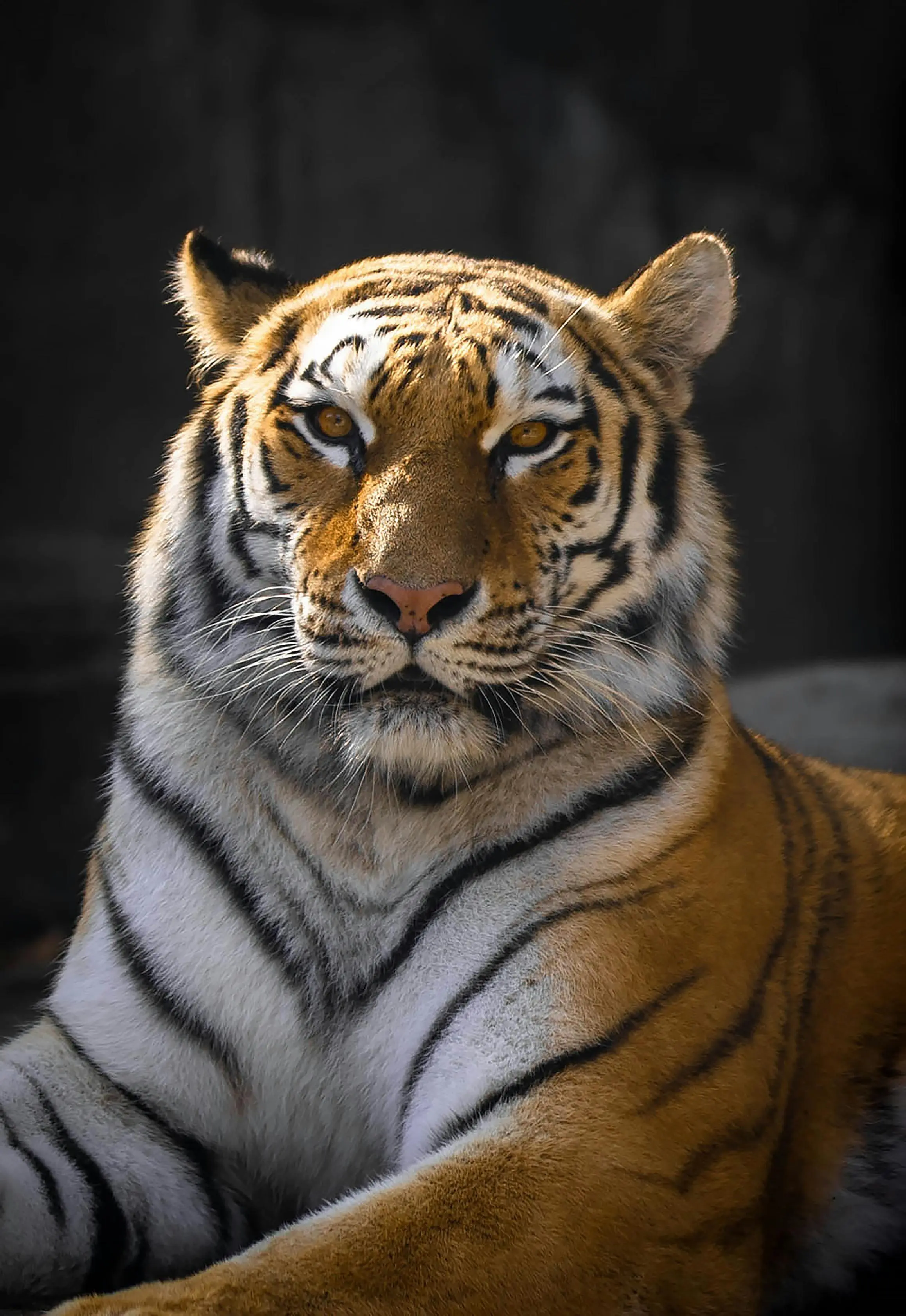 Aura Mistis Sang Raja Hutan: Mengapa Harimau Selalu Dikaitkan dengan Kekuatan Gaib?