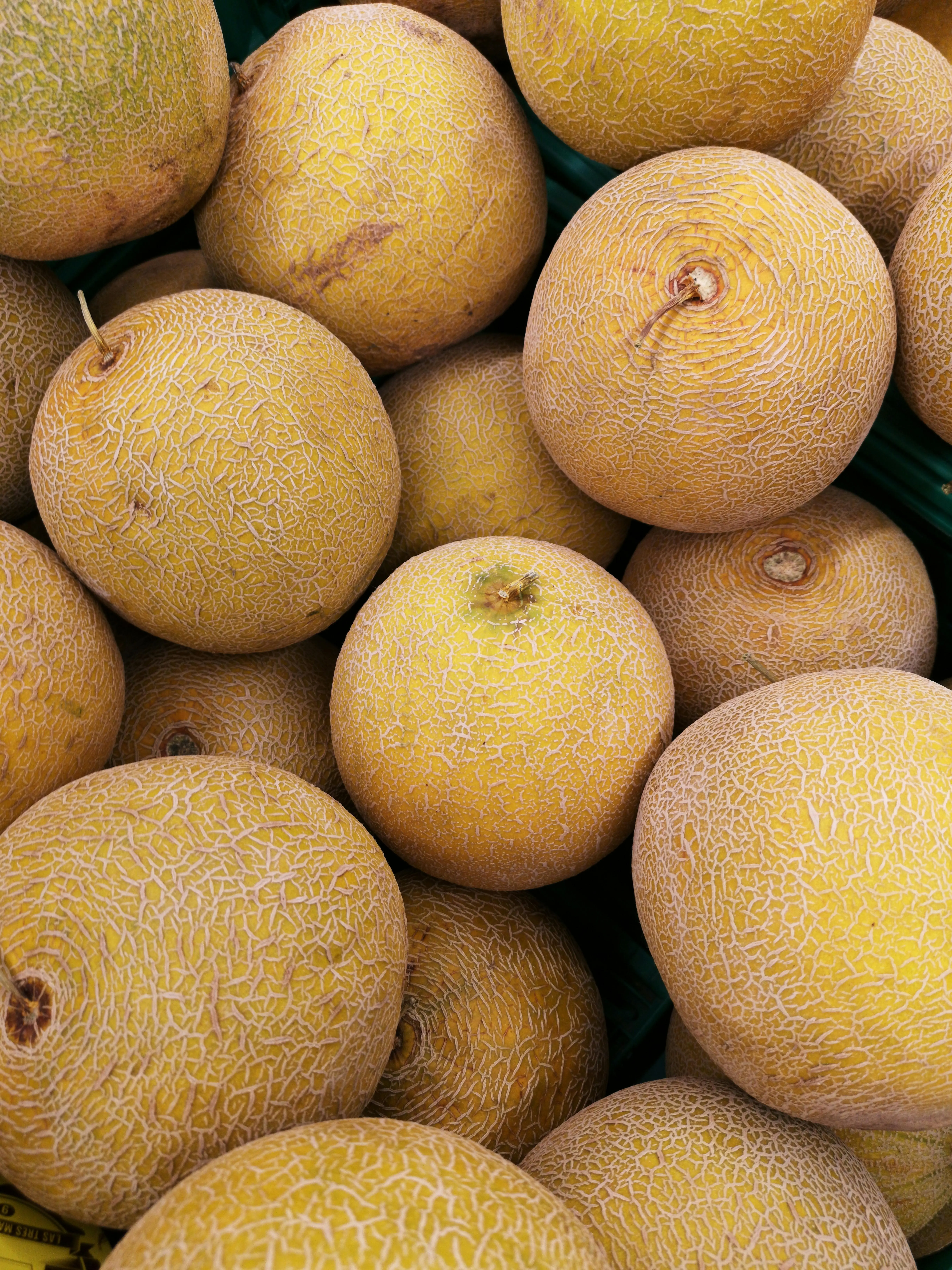 Suhu Panas Bukan Masalah, Inilah Faktor Pendukung Pertumbuhan Melon di Iklim Tropis
