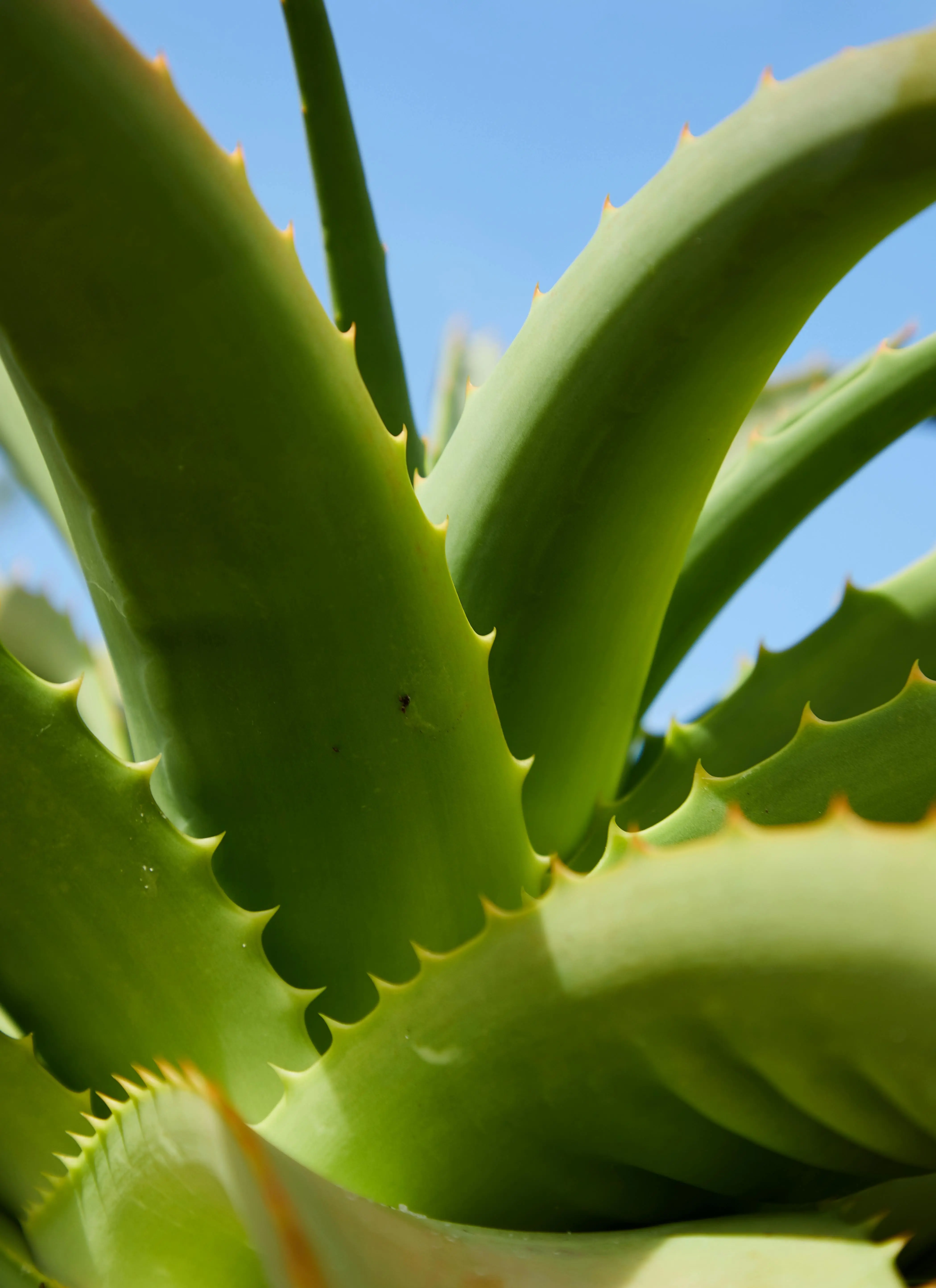 Bukan Sekadar Tanaman Hias, Inilah Alasan Mengapa Aloe Vera Jadi Penyelamat Kulit Sensitif