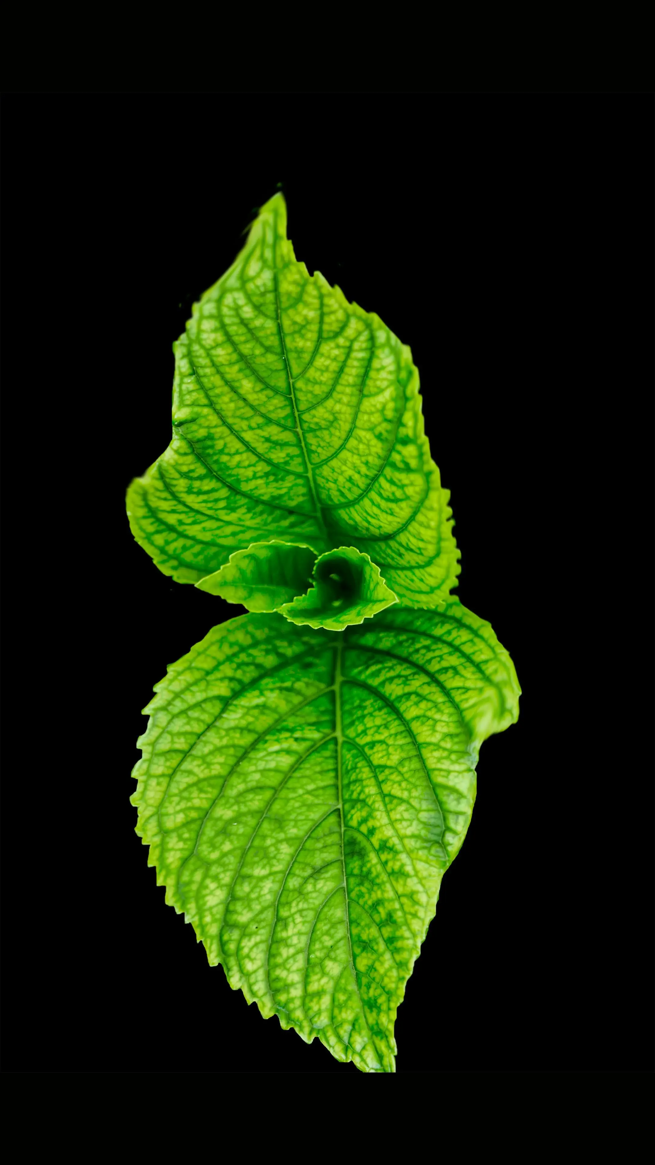 Perut Sering Begah? Simak Manfaat Daun Mint untuk Bantu Atasi Masalah Pencernaan Menurut Mayo Clinic