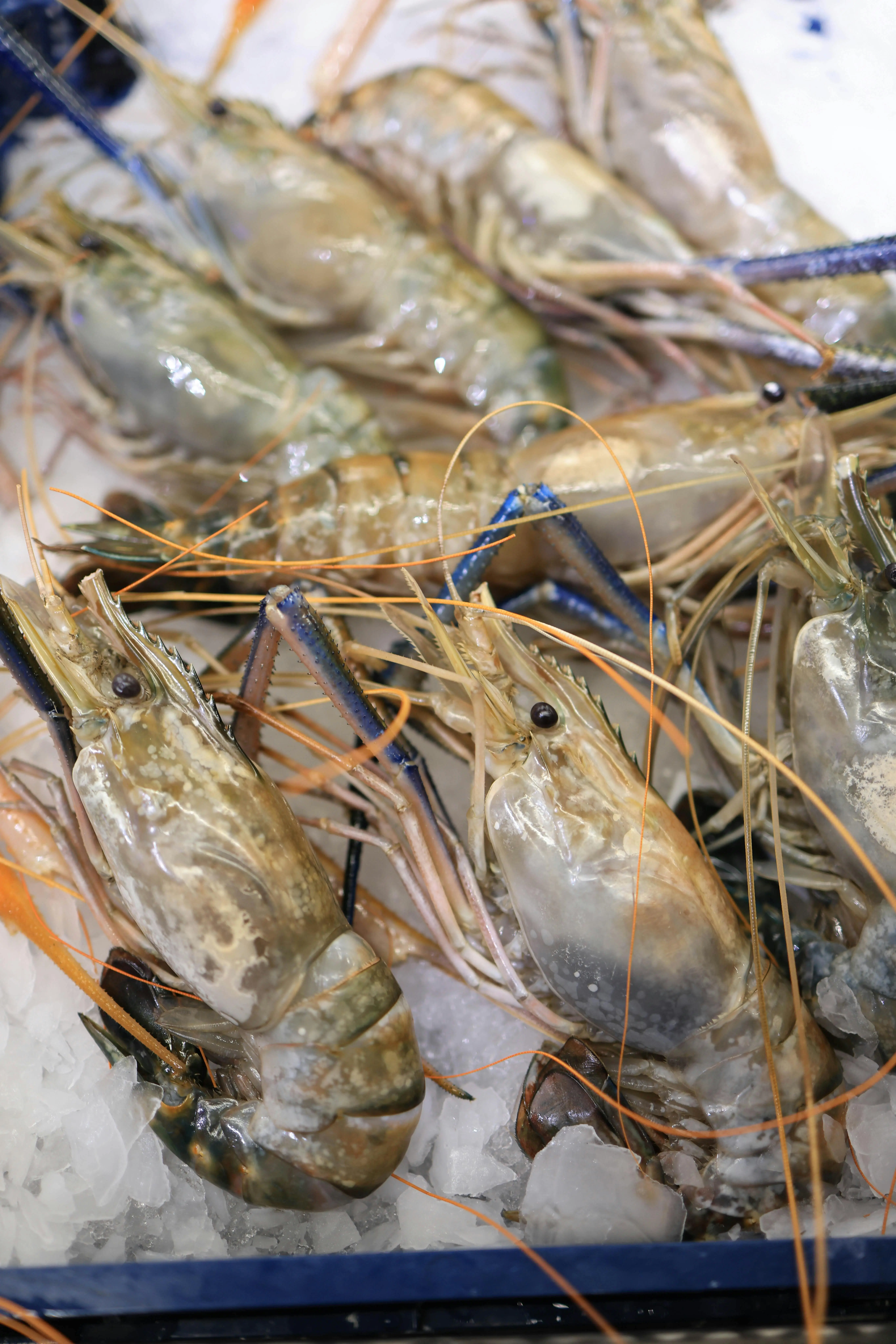 Suka Makan Udang? Simak Penjelasan Pakar Cleveland Clinic Soal Efeknya Jika Dikonsumsi Setiap Hari
