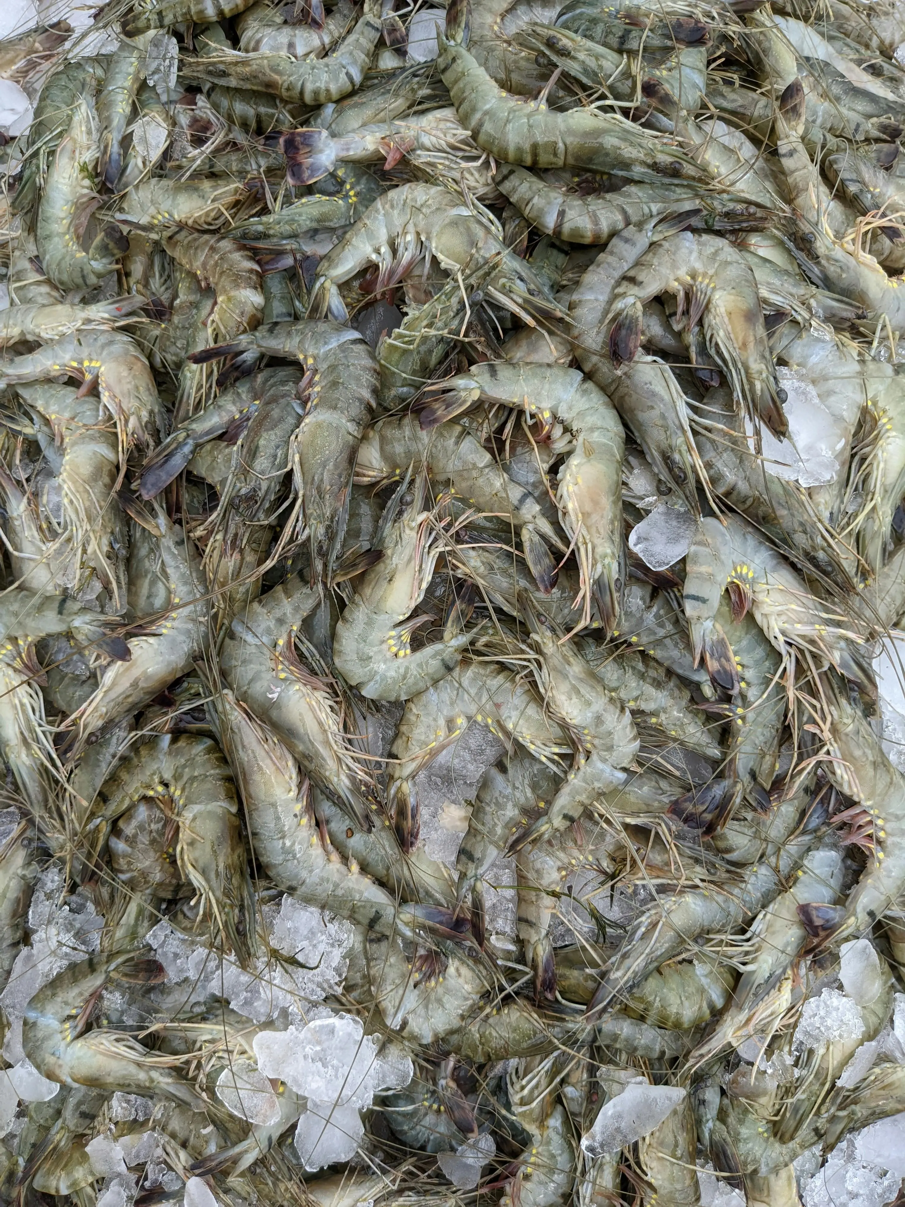 Waspada Reaksi Fatal! Kenali Gejala Alergi Udang dan Cara Mengatasinya Menurut Mayo Clinic
