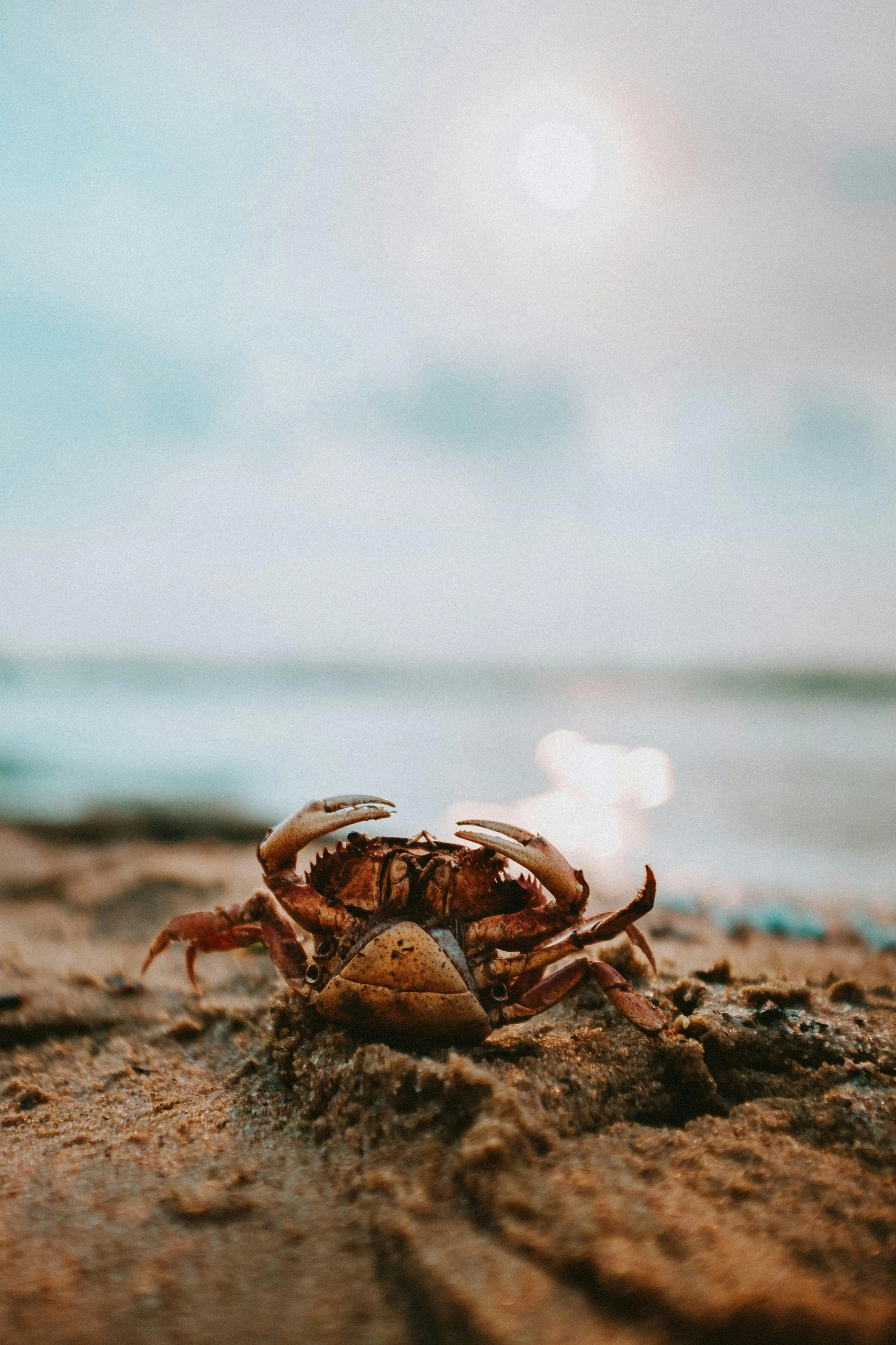 Eksplorasi Rasa: Mengapa Kepiting Menjadi Primadona dalam Tren Kuliner Modern?