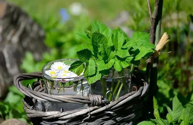 Apotek Hijau: Menyingkap Peran Vital Tanaman Obat dalam Sains Botani Medis