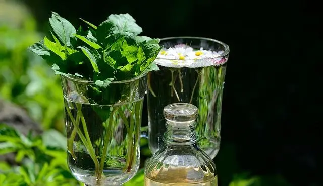 Rahasia di Balik Daun dan Akar: Bagaimana Ilmu Farmasi Memvalidasi Khasiat Tanaman Obat