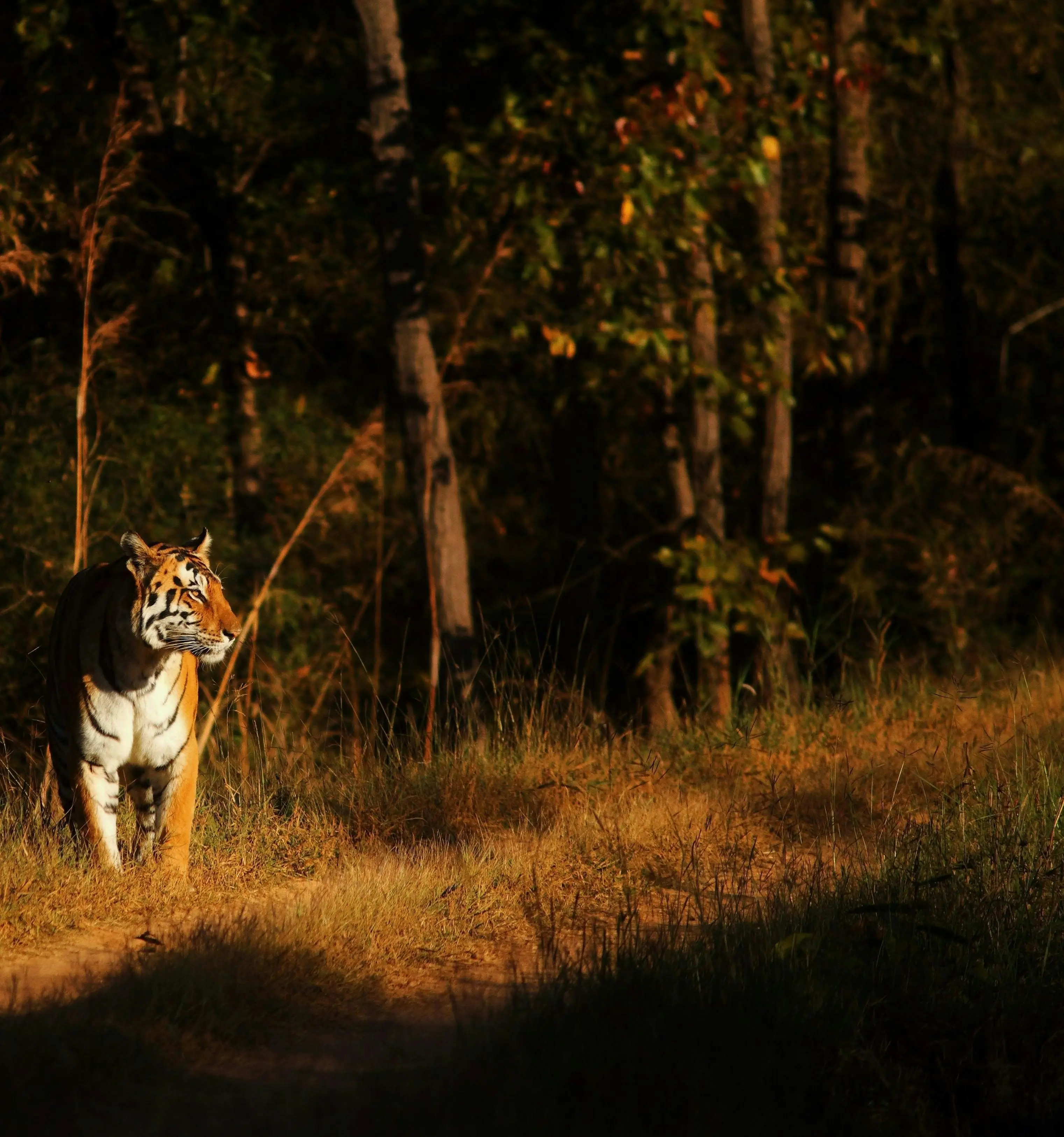 Bukan Sekadar Predator, Inilah Peran Spiritualitas Siluman Harimau dalam Pelestarian Hutan Lokal