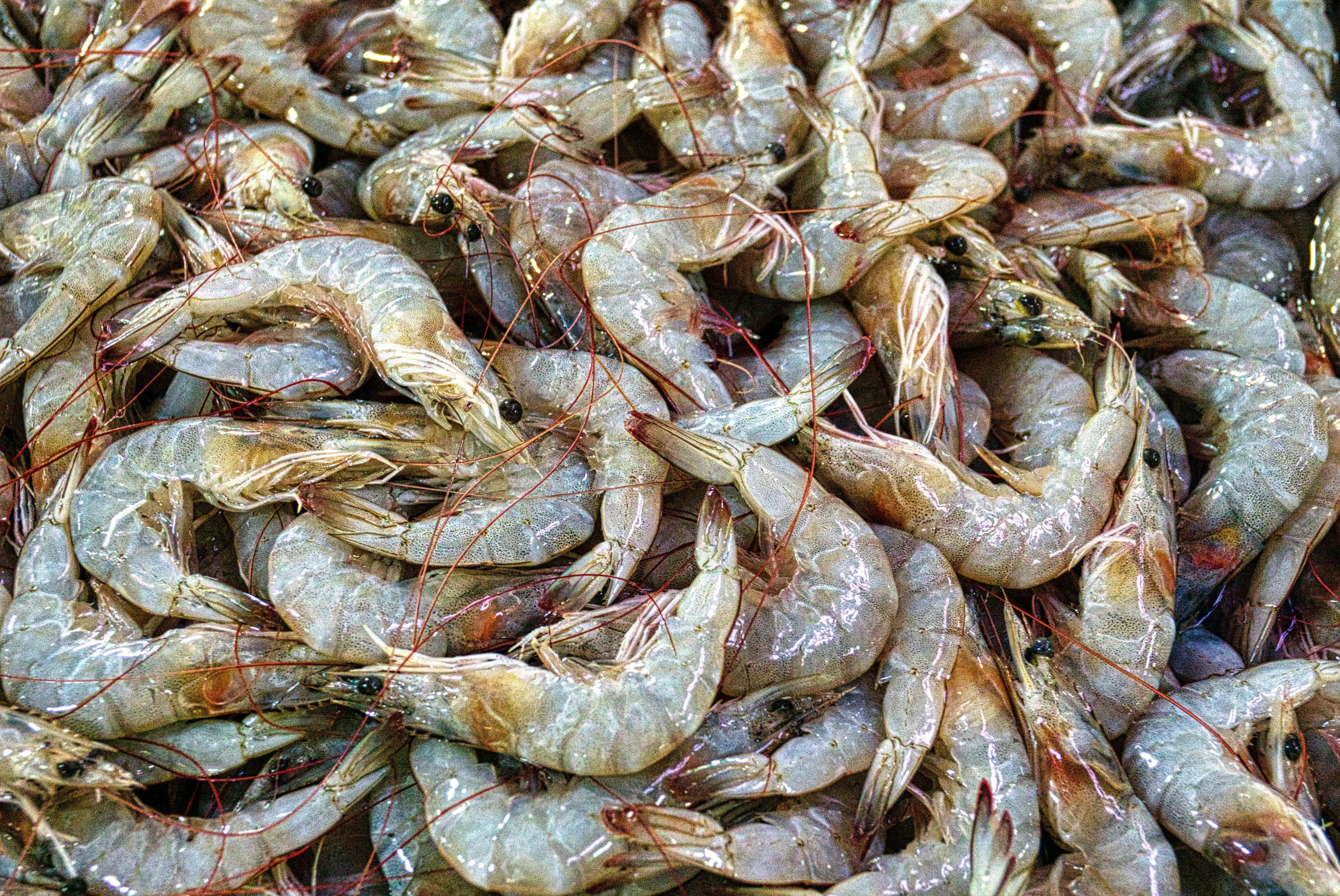 Panduan Membeli Udang di Pasar dan Swalayan: Rahasia Agar Masakan Tidak Bau Amis