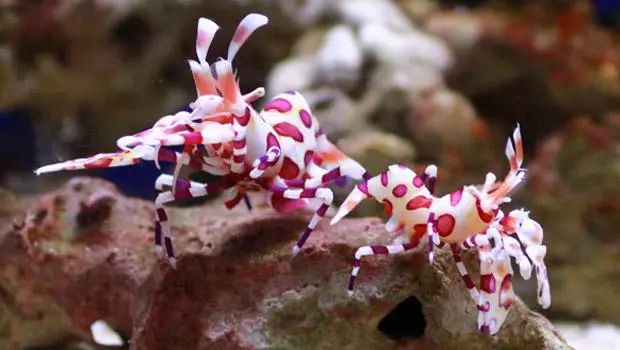 Mengenal Udang Endemik di Berbagai Negara, Salah Satunya Harlequin Asal Indonesia