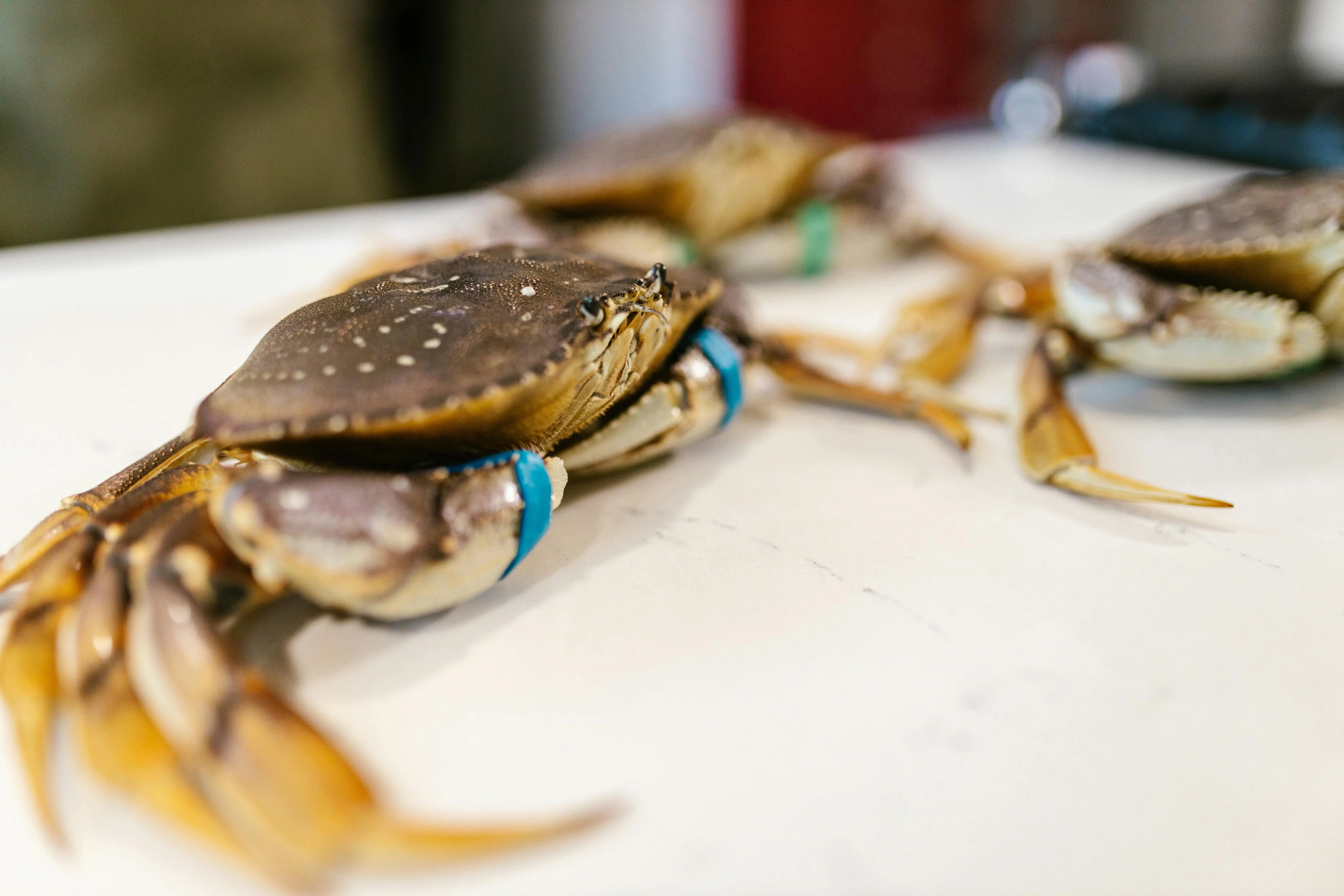 Eksplorasi Rasa Laut: Mengapa Kepiting Jadi Simbol Kemewahan dalam Kuliner Barat?