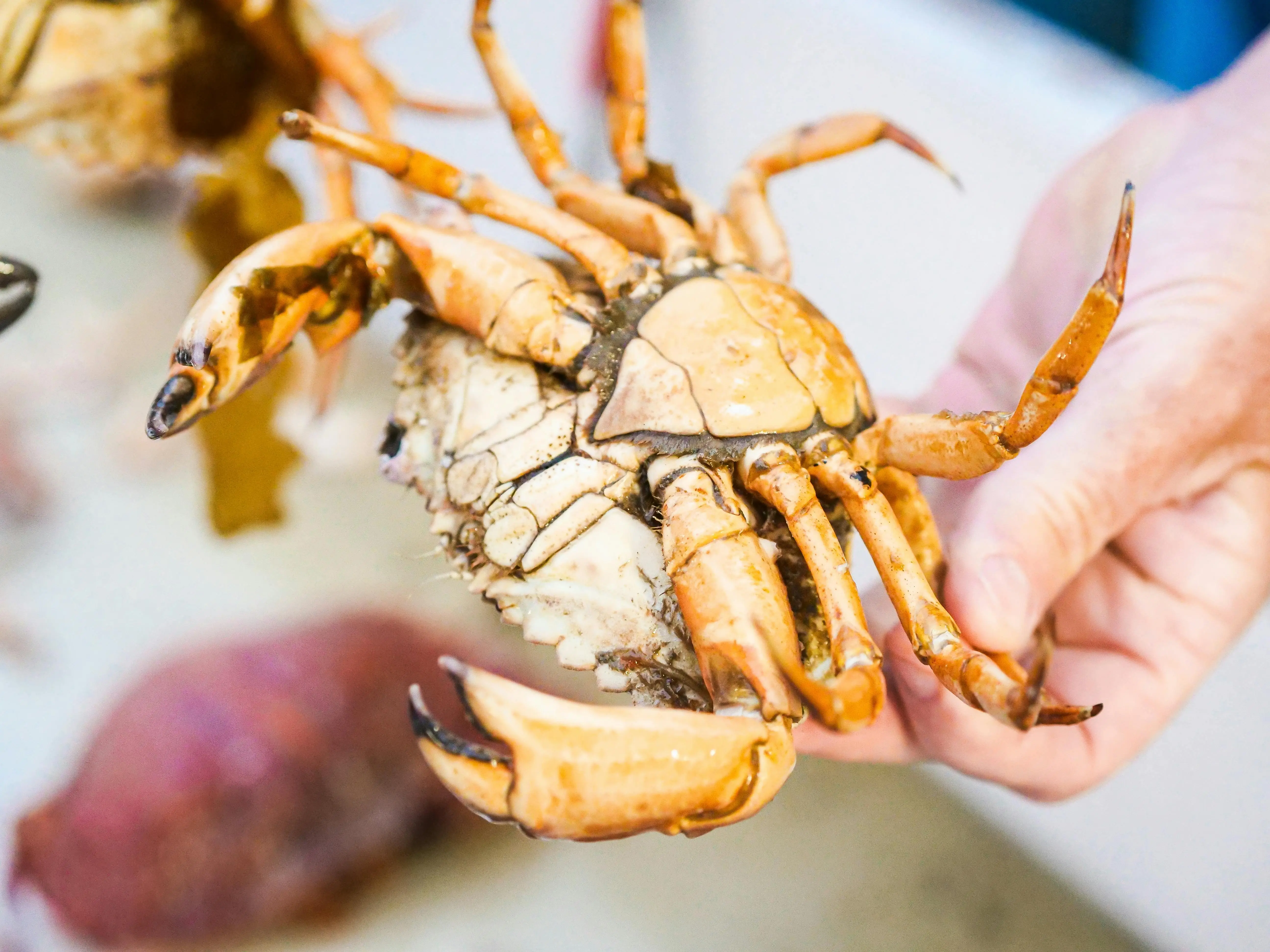 Eksplorasi Rasa: 5 Olahan Kepiting Paling Ikonik di Dunia yang Wajib Anda Coba