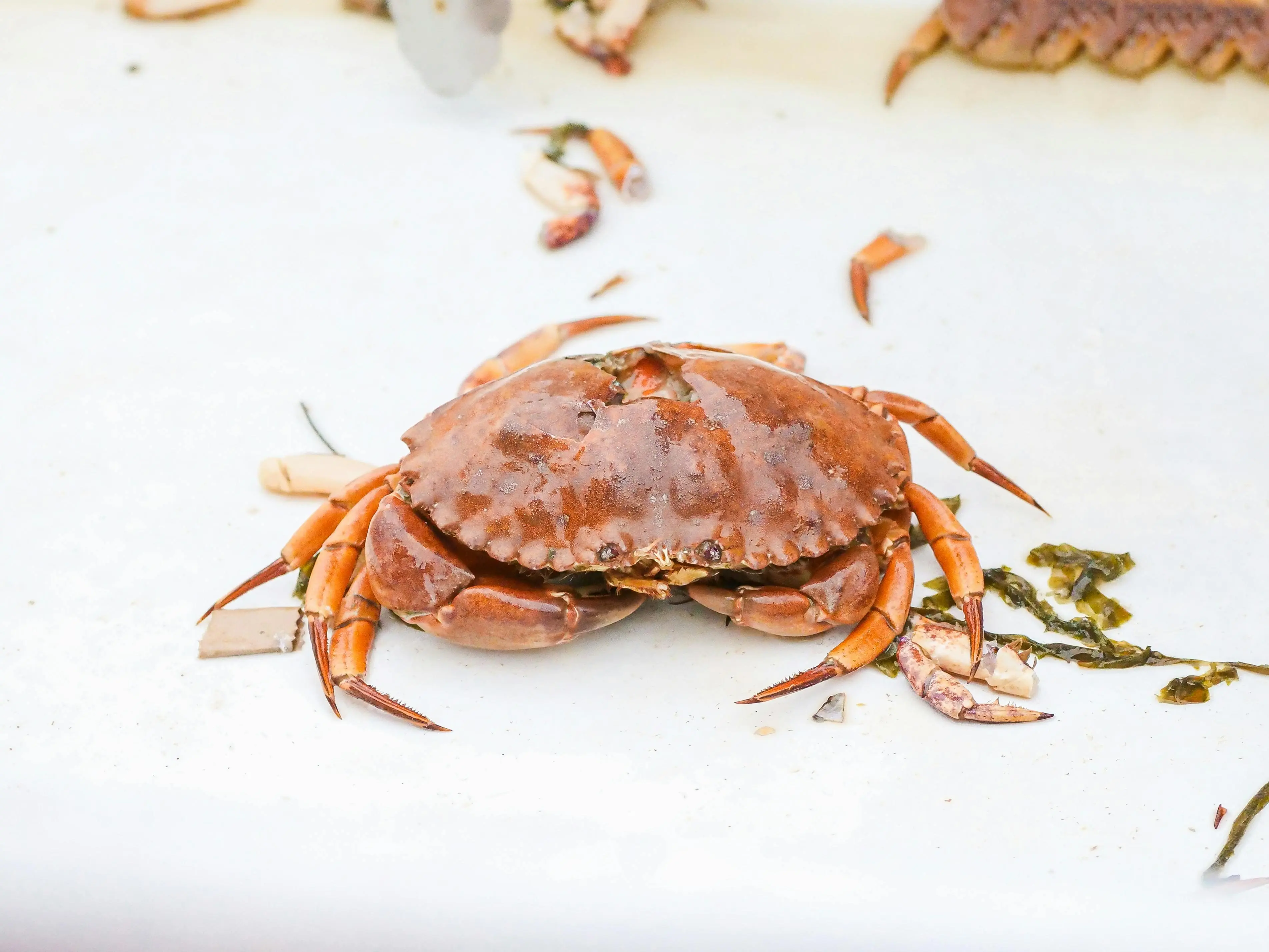 Primadona Lautan: Mengapa Kepiting Selalu Menjadi Buruan Pecinta Kuliner Dunia?