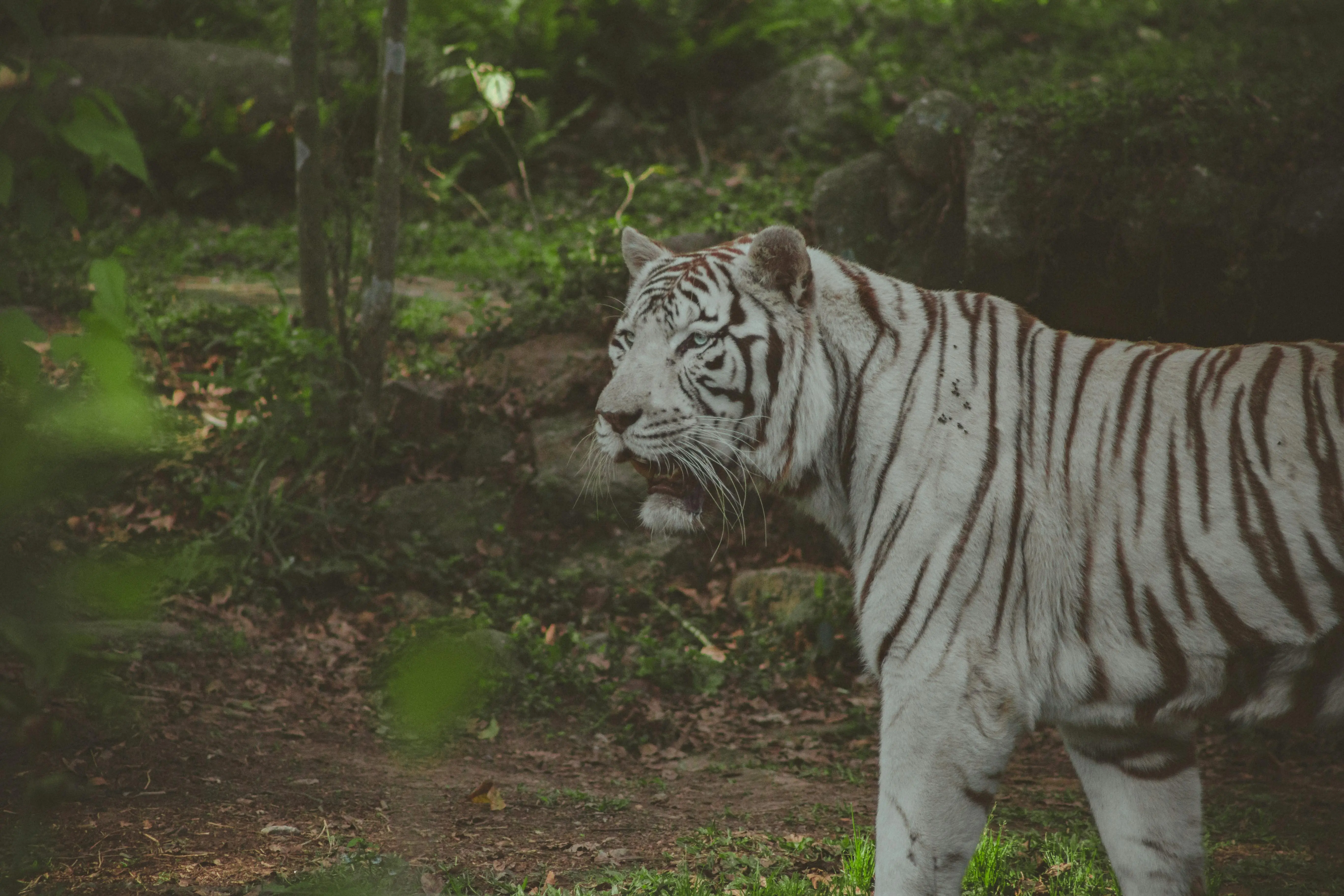 Mitos Harimau Pemakan Manusia: Antara Teror Legenda dan Catatan Kelam Sejarah Dunia