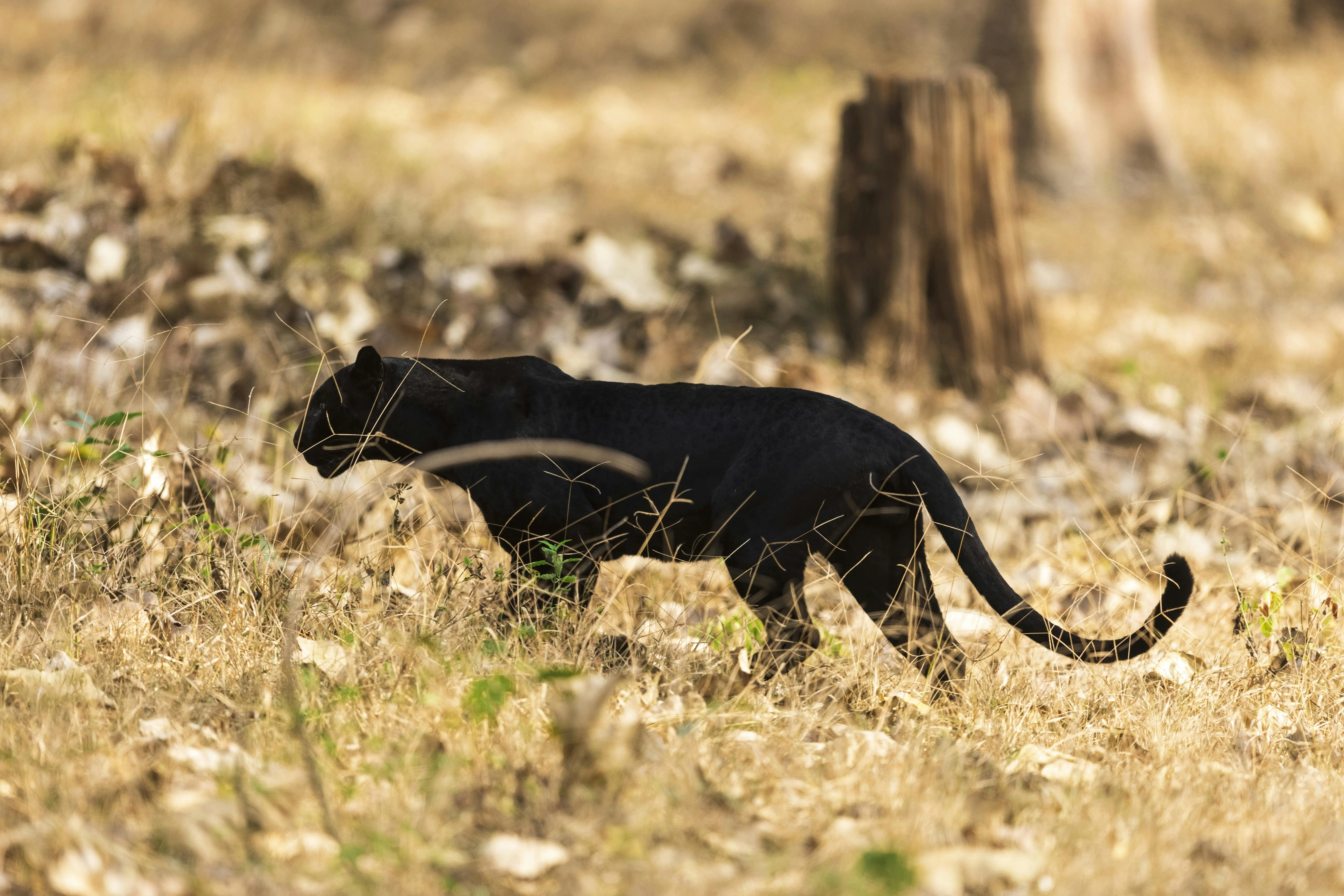Lebih dari Sekadar Legenda, Inilah Makna Filosofis Harimau Hitam bagi Peradaban Manusia