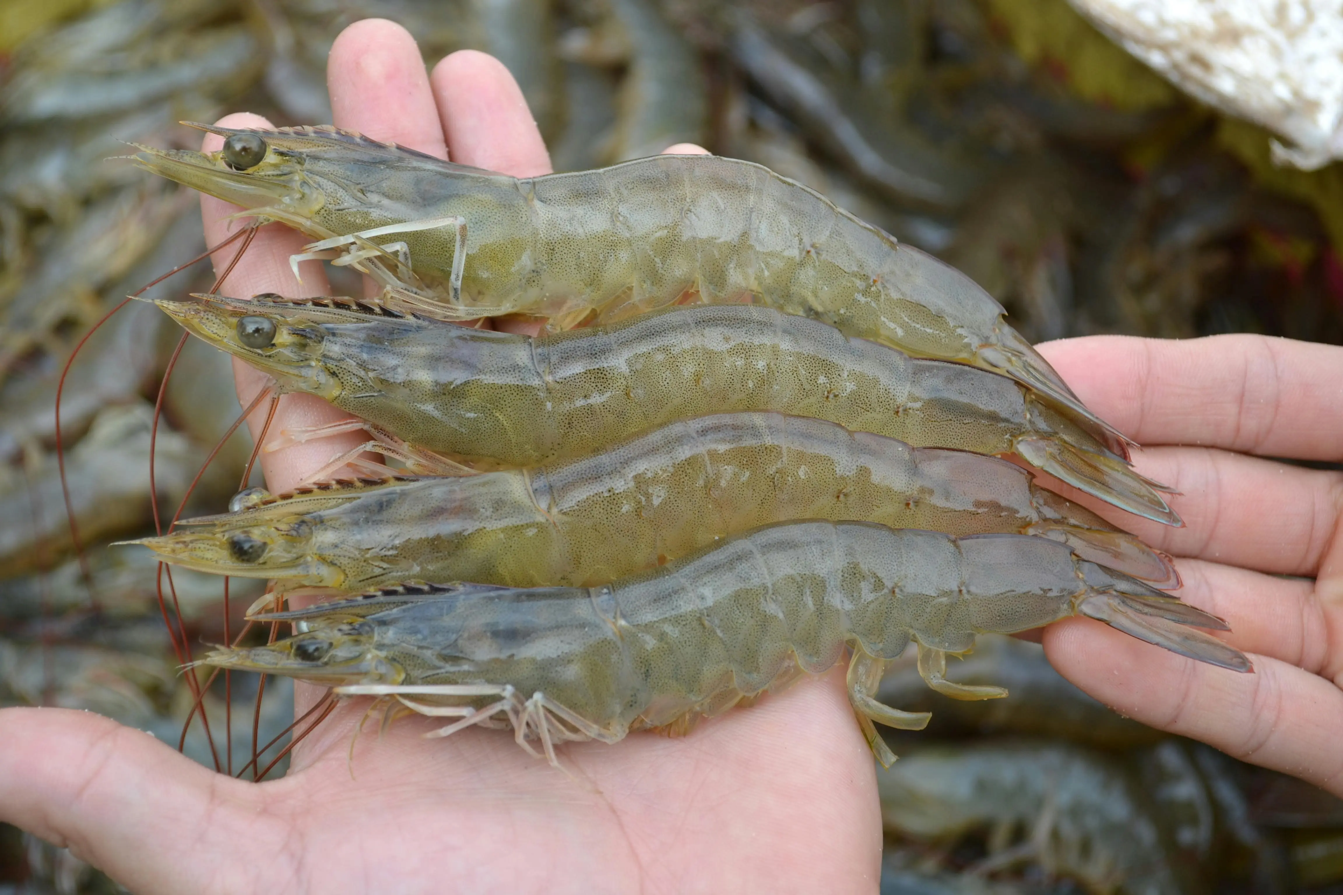 Bedah Nutrisi dan Tekstur: Mengapa Udang Laut Cenderung Lebih Gurih dibanding Udang Air Tawar?