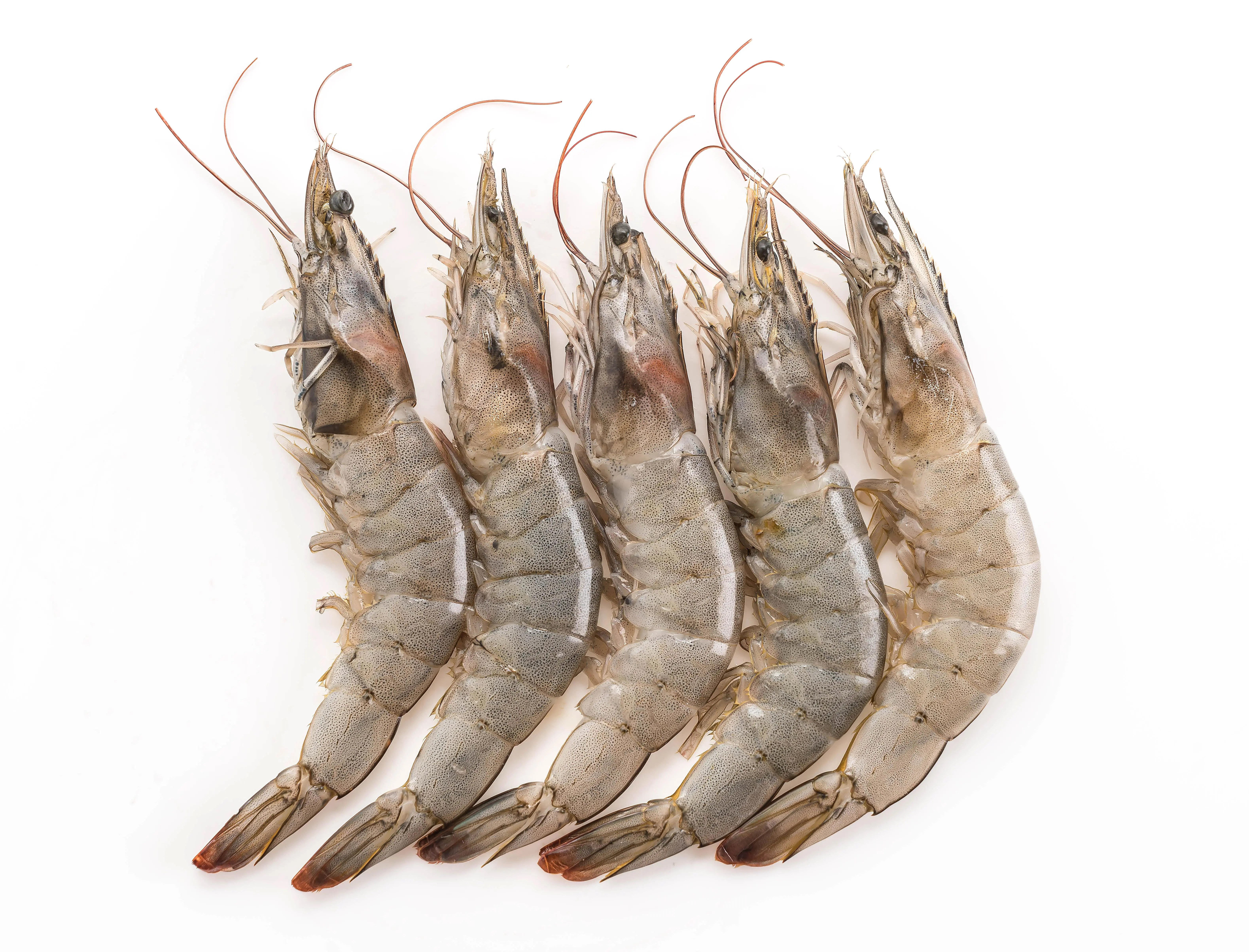 Potensi Ekonomi Udang Harimau: Peluang Emas di Tengah Tren Seafood Berkelanjutan