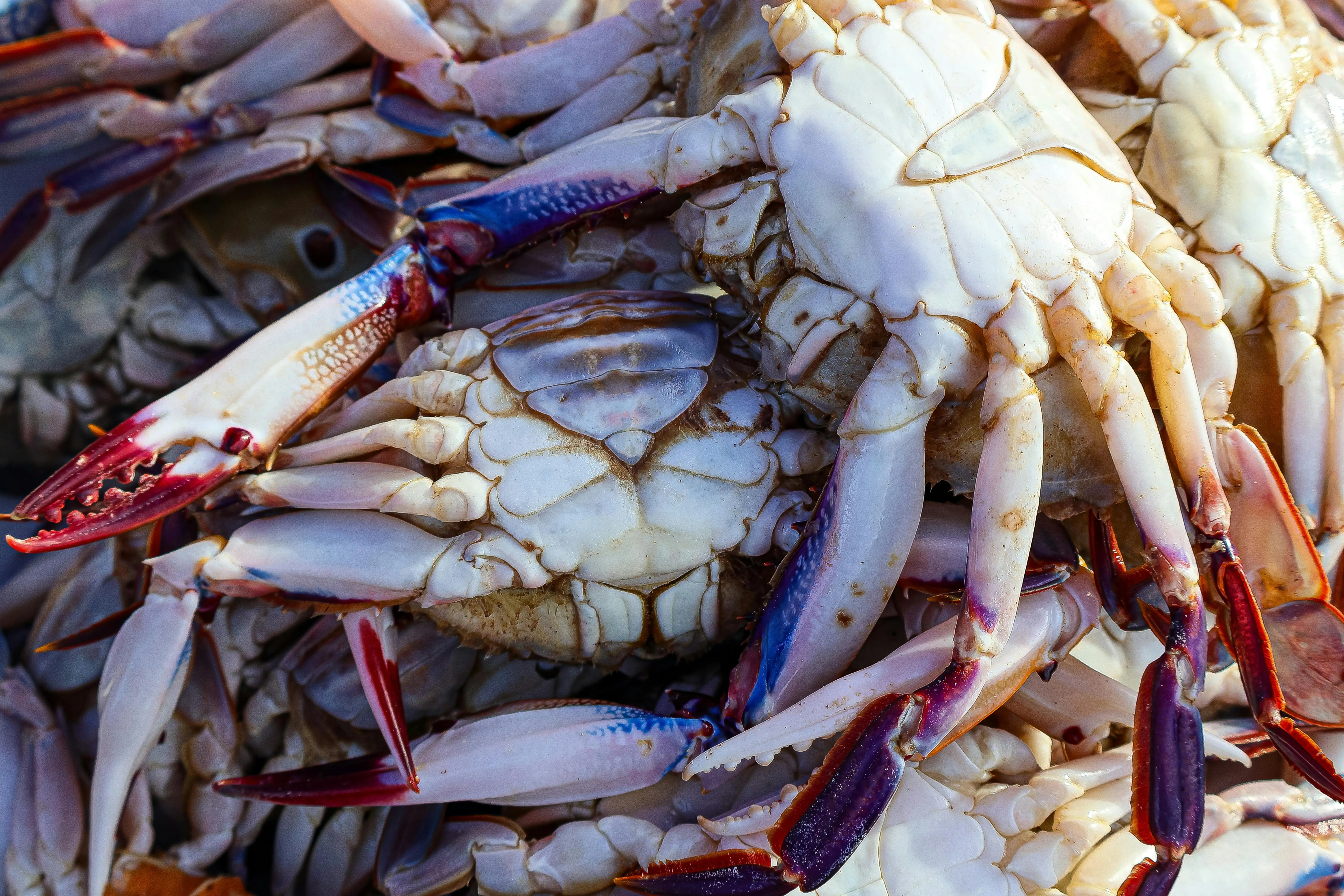 Rahasia di Balik Cangkang: Mengapa Kepiting Bisa Menimbun Logam Berat yang Berbahaya?