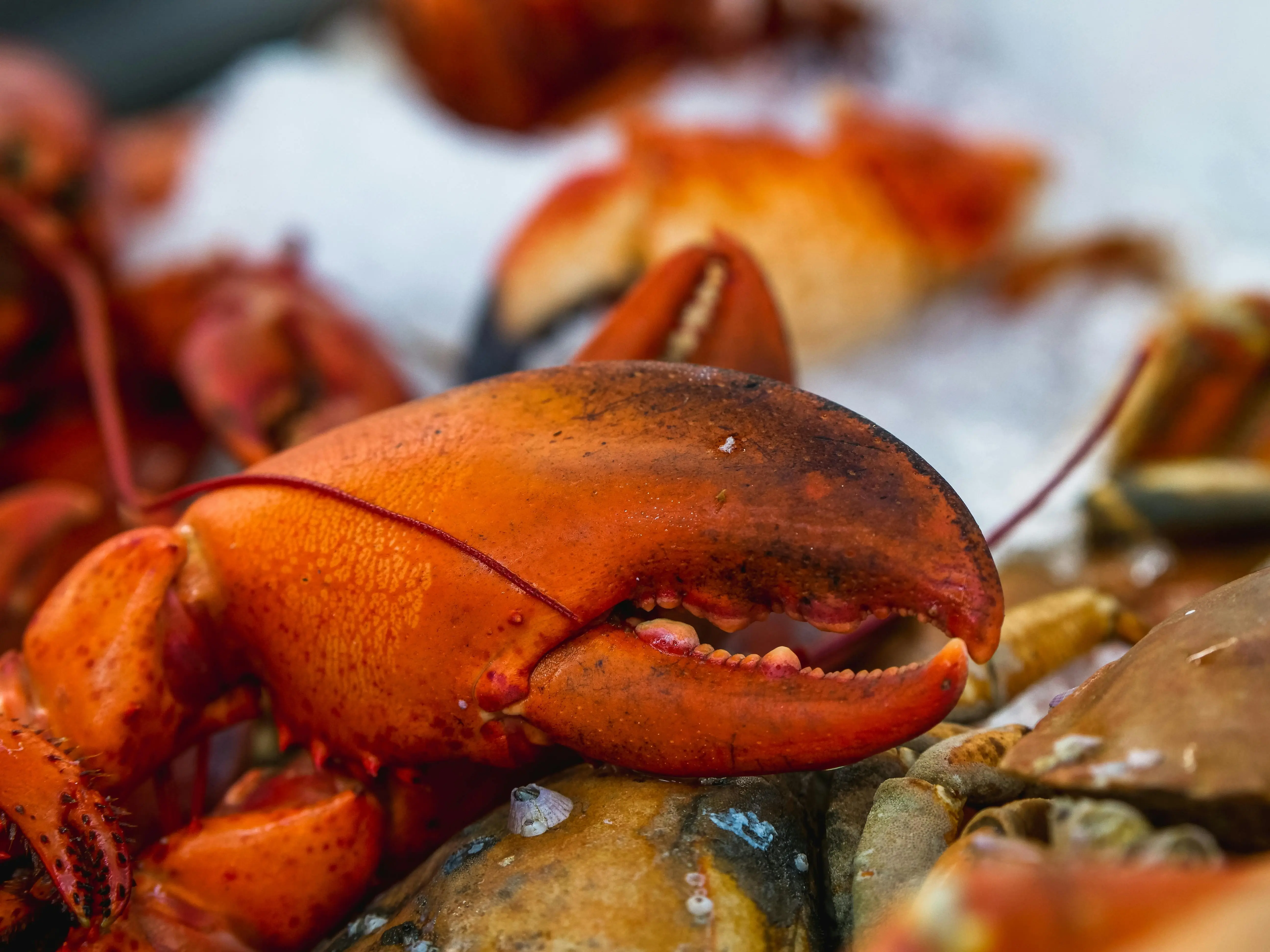 Ngidam Kepiting Saat Hamil? Ini Panduan Porsi Aman dan Risiko yang Wajib Bunda Tahu