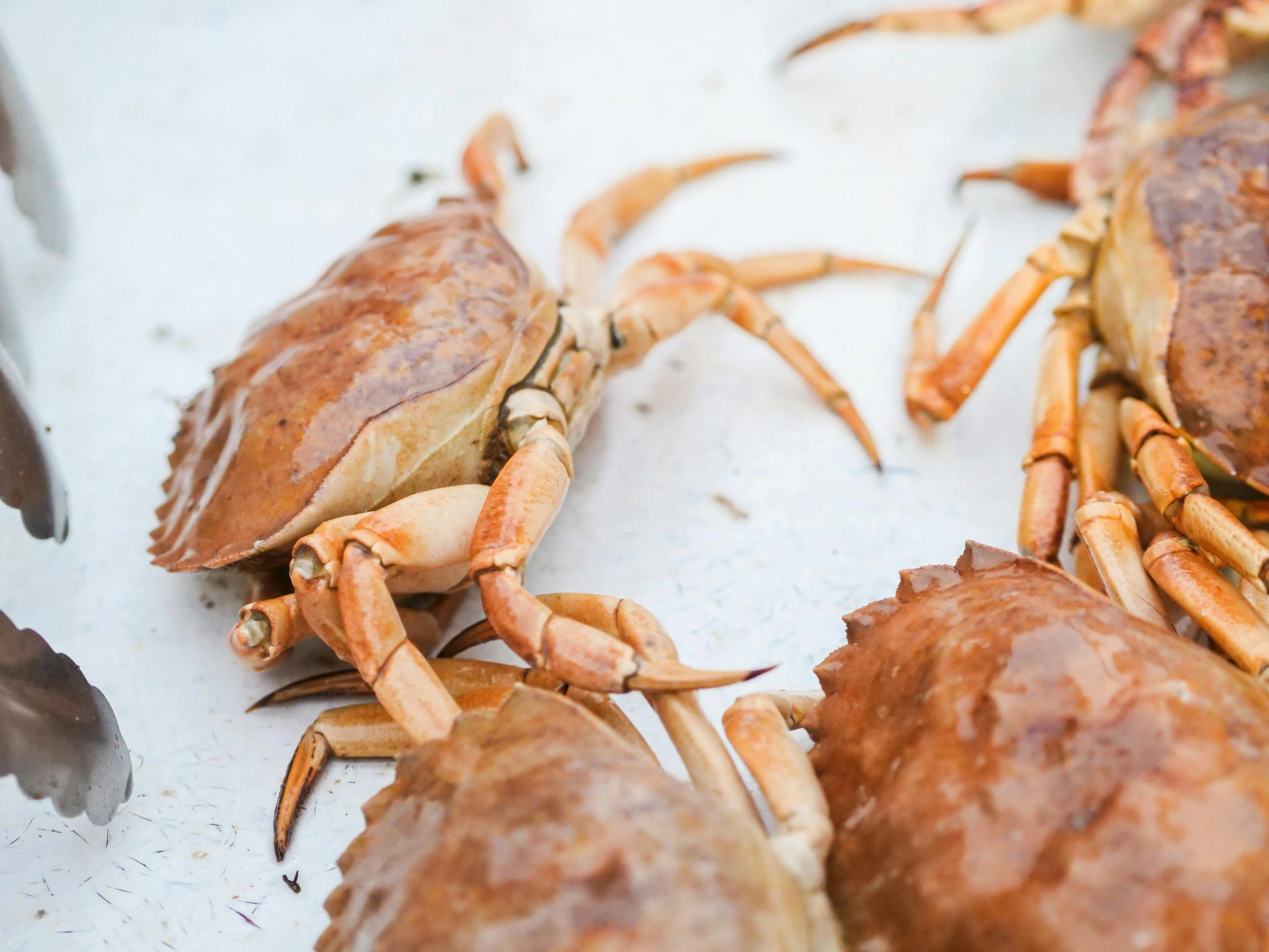 Sering Makan Kepiting? Kenali Risiko Kolesterol hingga Merkuri yang Mengintai Tubuh