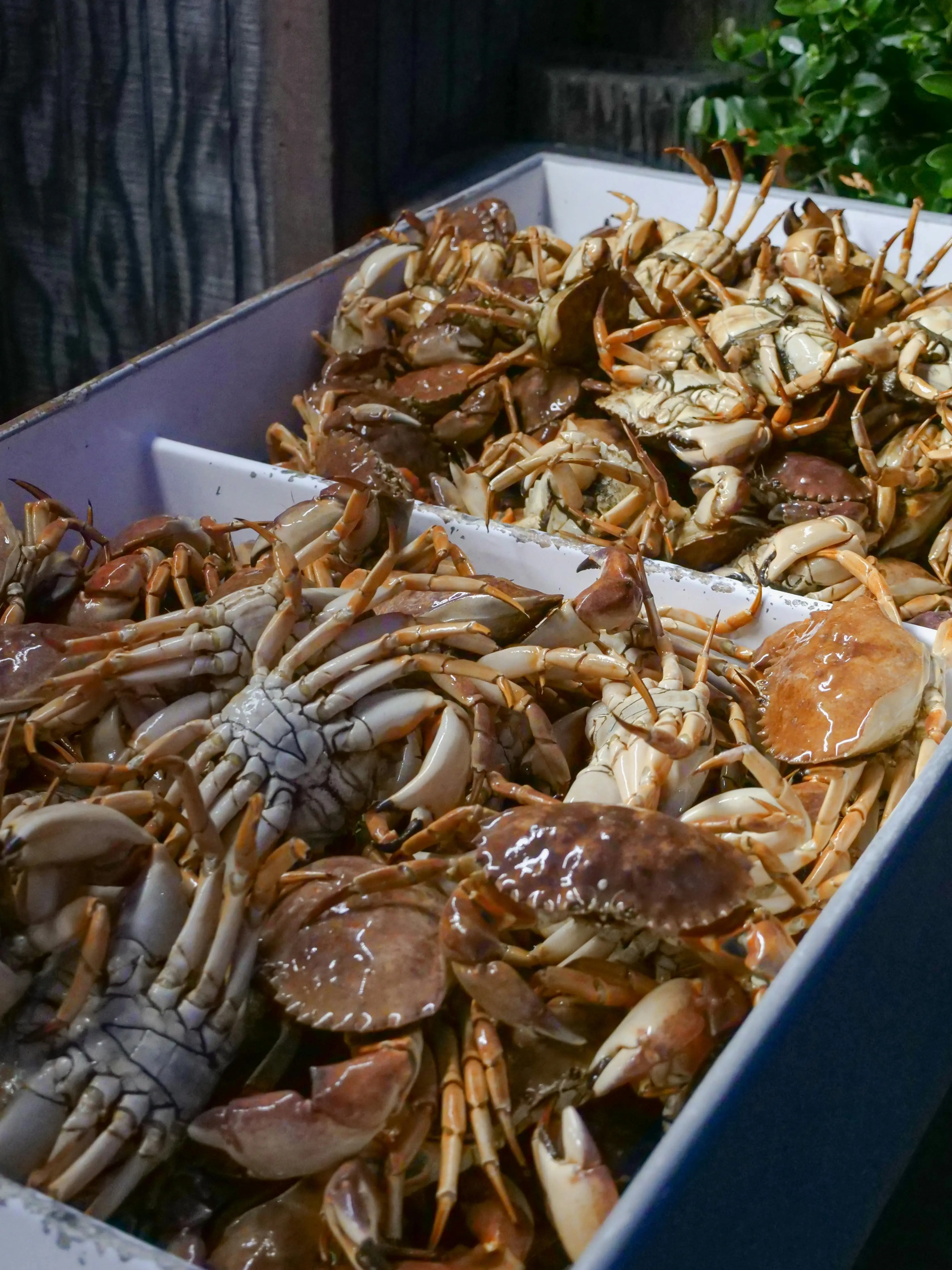 Benarkah Makan Kepiting Setiap Hari Picu Kolesterol Tinggi? Ini Kata Cleveland Clinic