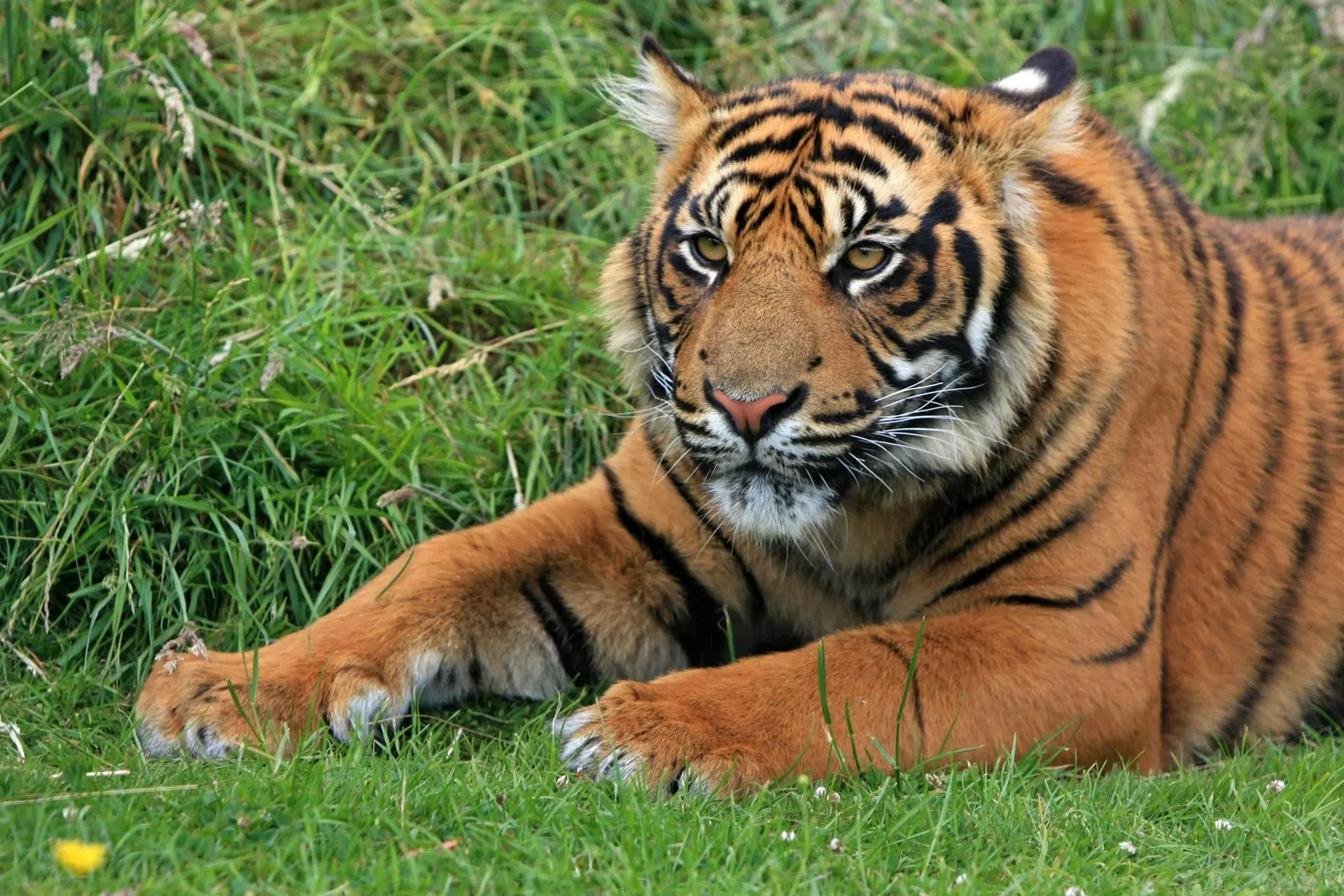 Transformasi Harimau: Menguak Evolusi Sang Penguasa Hutan Menjadi Entitas Mistis Nusantara