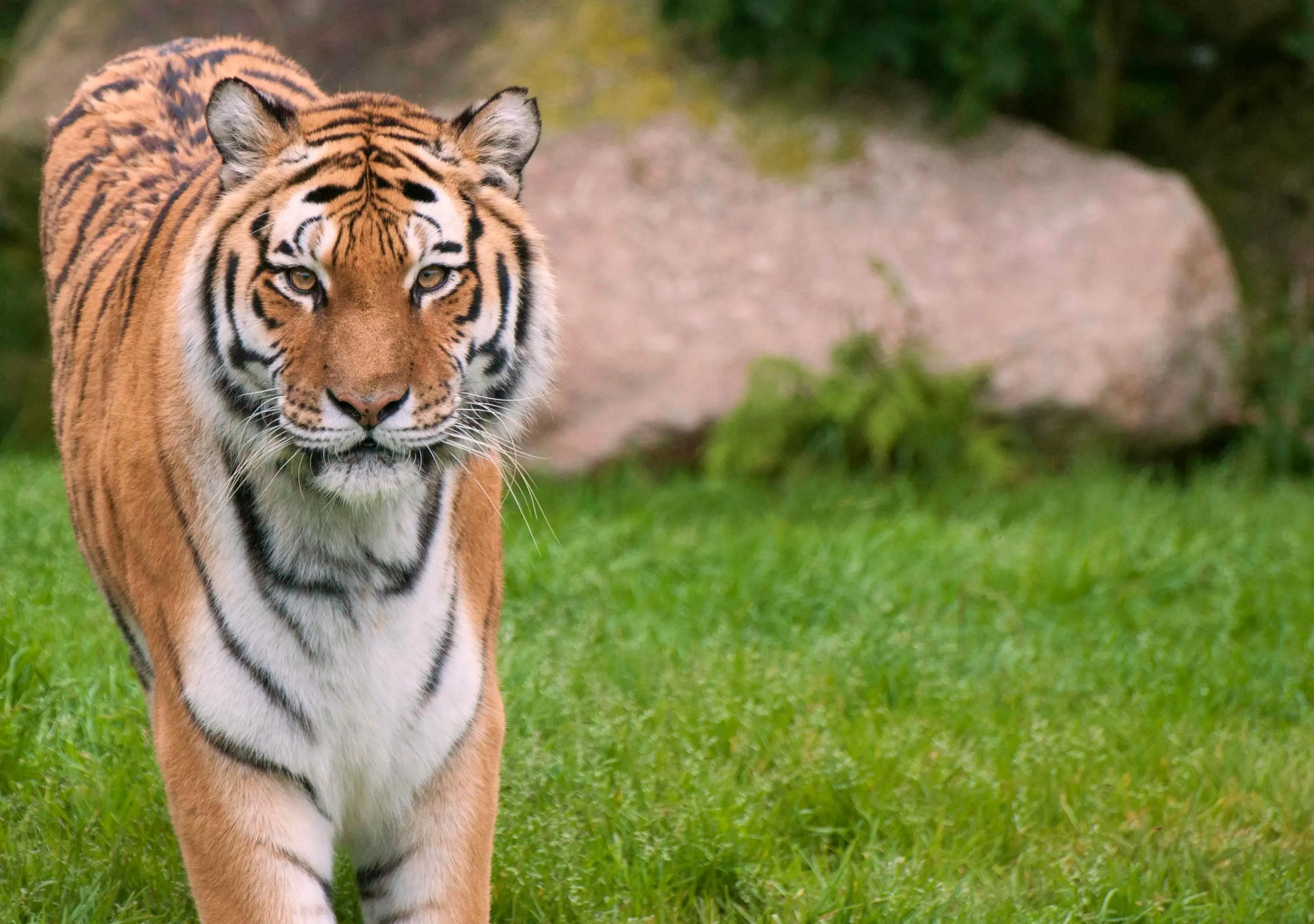 Antara Kebijaksanaan dan Angkara Murka: Simbolisme Harimau dalam Dongeng Tradisional