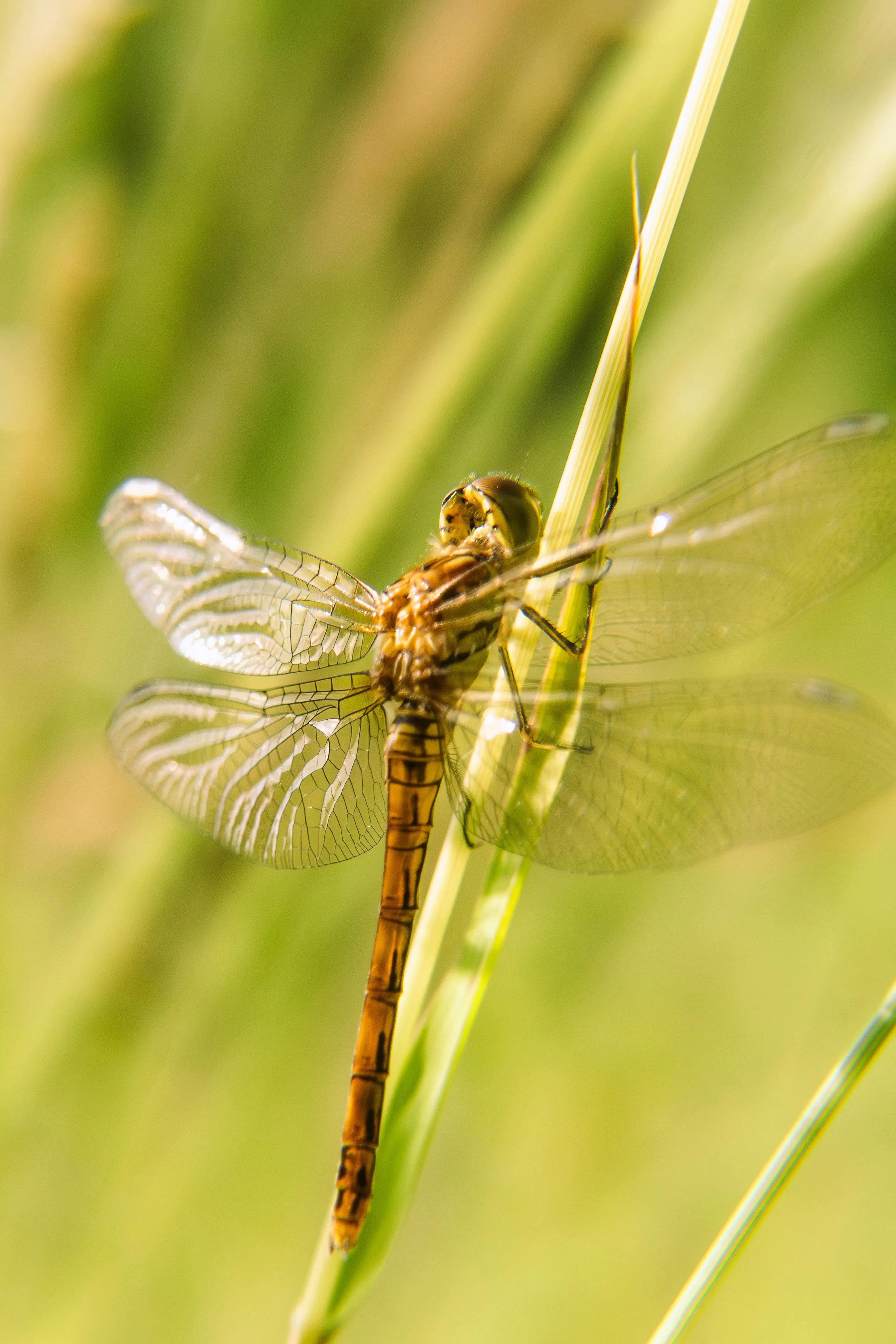 Sering Salah Kaprah, Ternyata Ini Perbedaan Mendasar Serangga dan Kelompok Arthropoda Lainnya