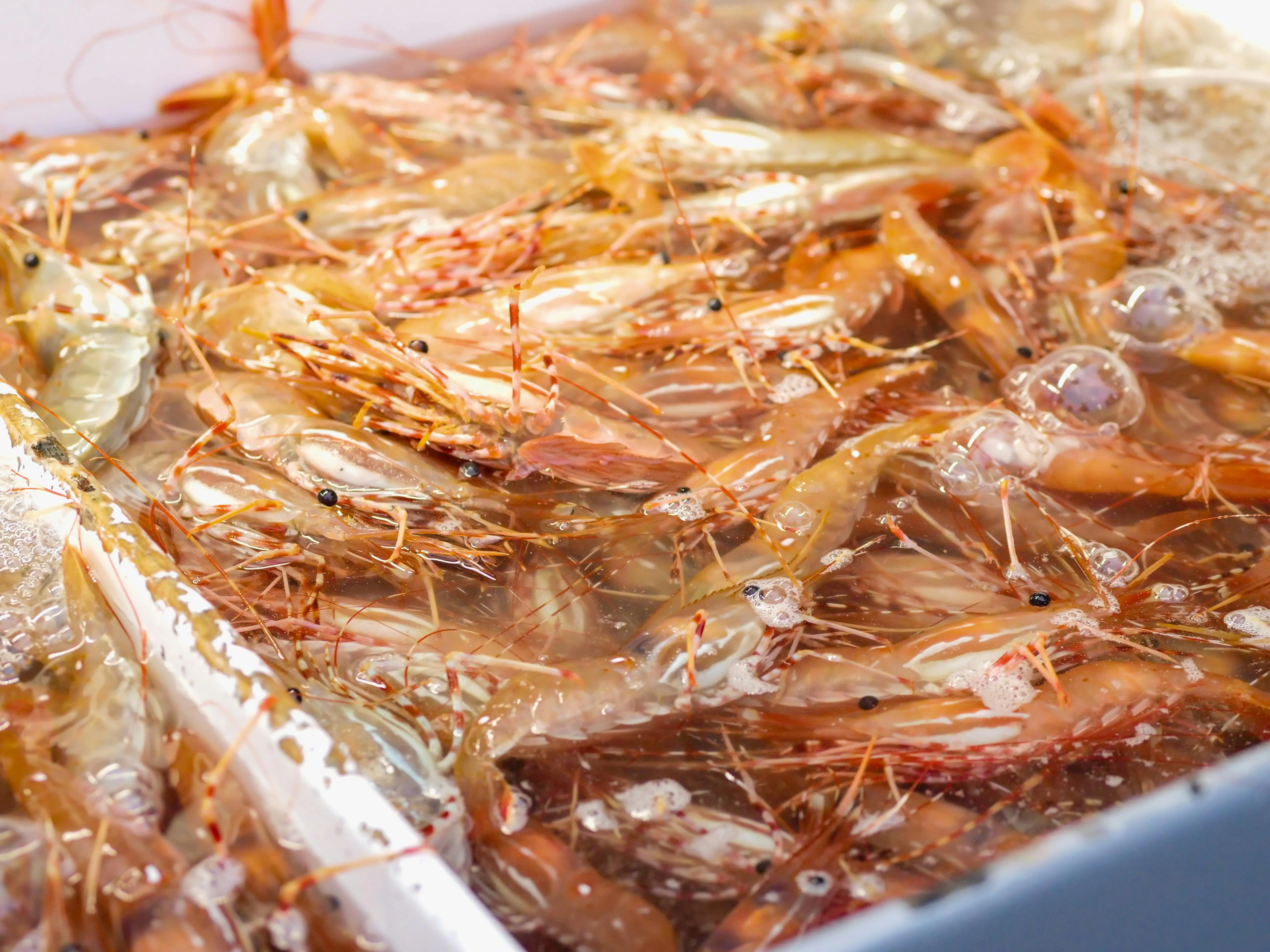 Menjelajahi Dunia Crustacea: Jenis Udang Paling Populer dan Karakteristik Uniknya