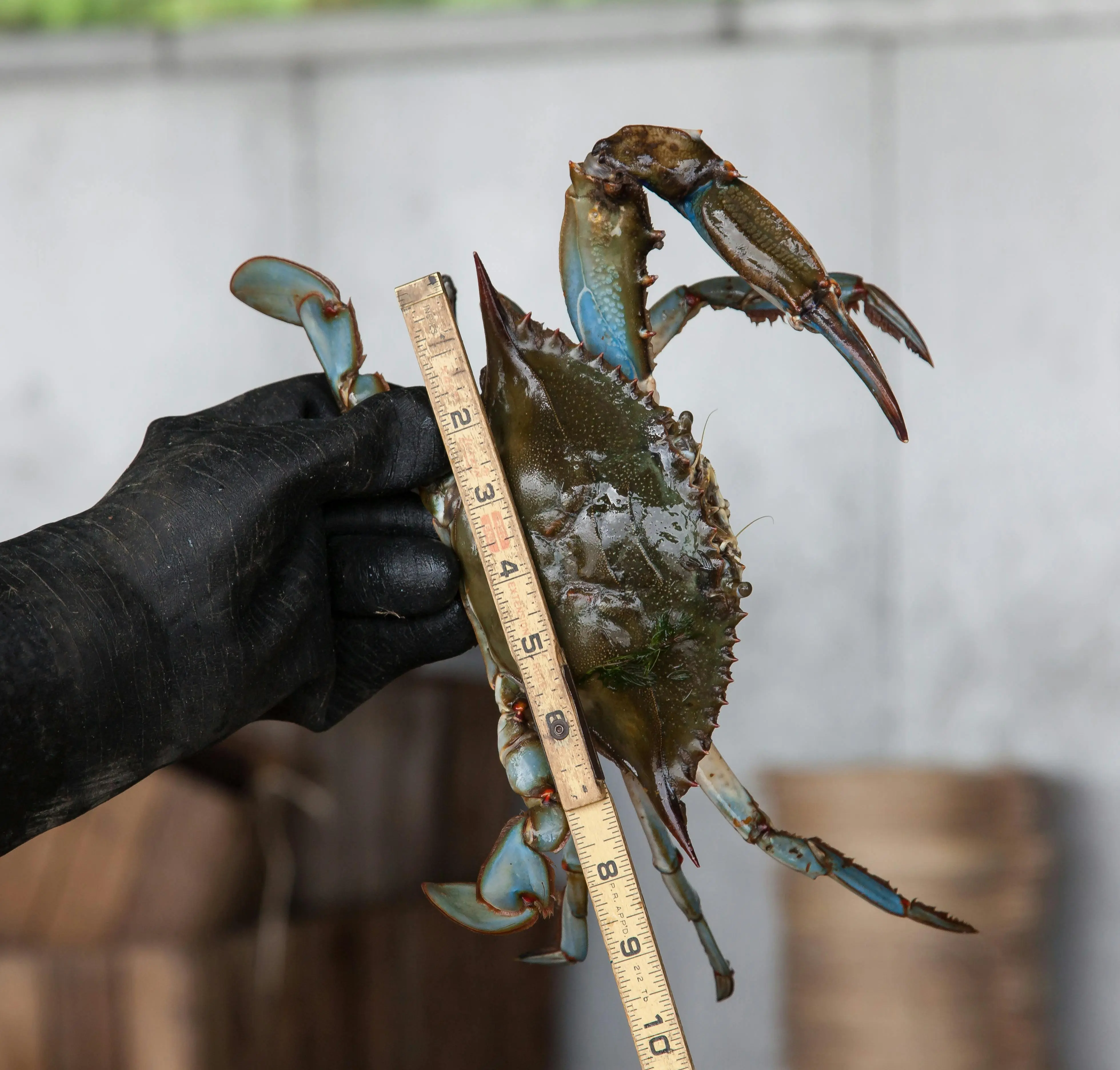 Jangan Sampai Zonk! Inilah Cara Memilih Kepiting Segar yang Dagingnya Manis dan Padat