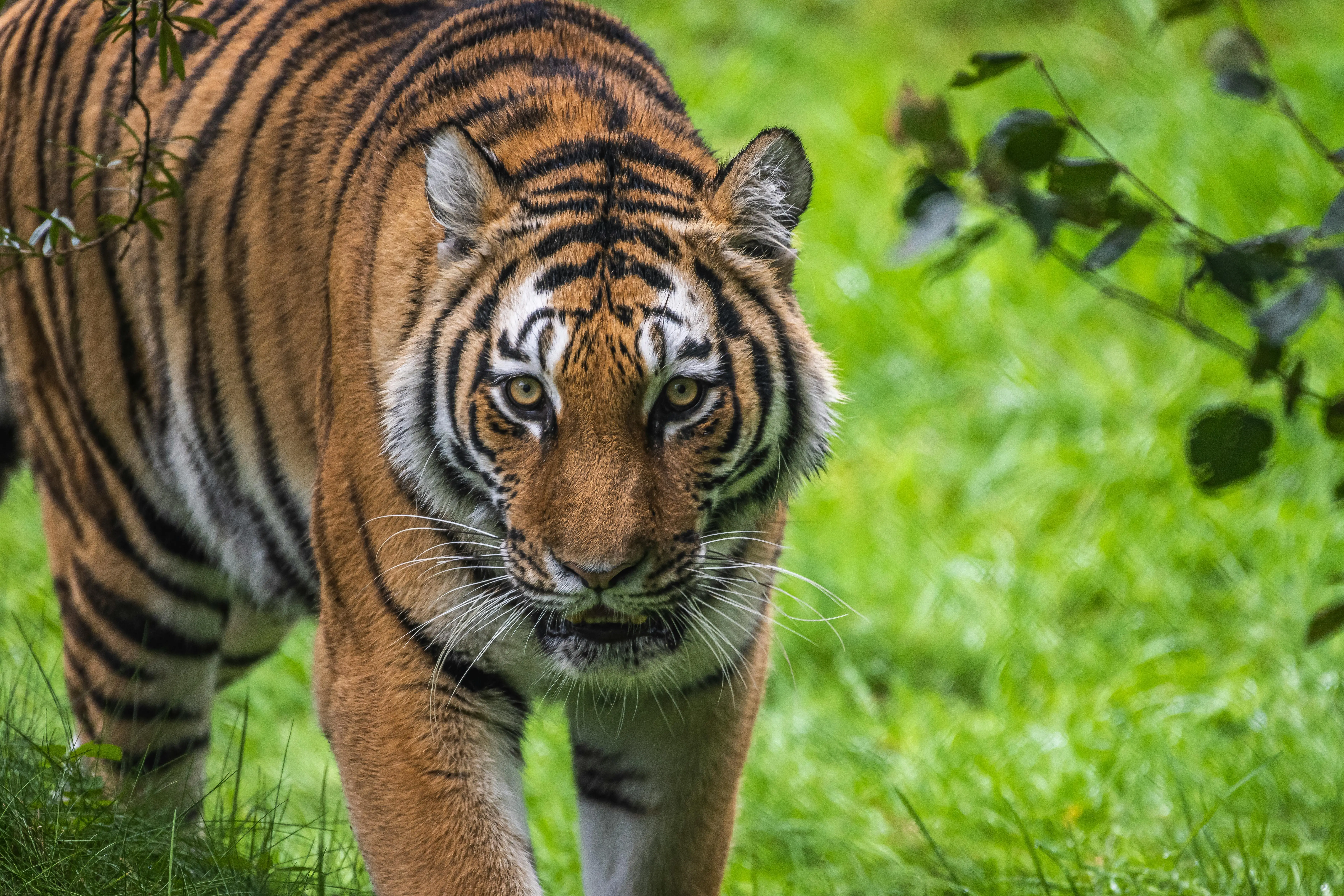 Transformasi Mistis: Mengungkap Hubungan Spiritual antara Manusia, Harimau, dan Arwah Leluhur
