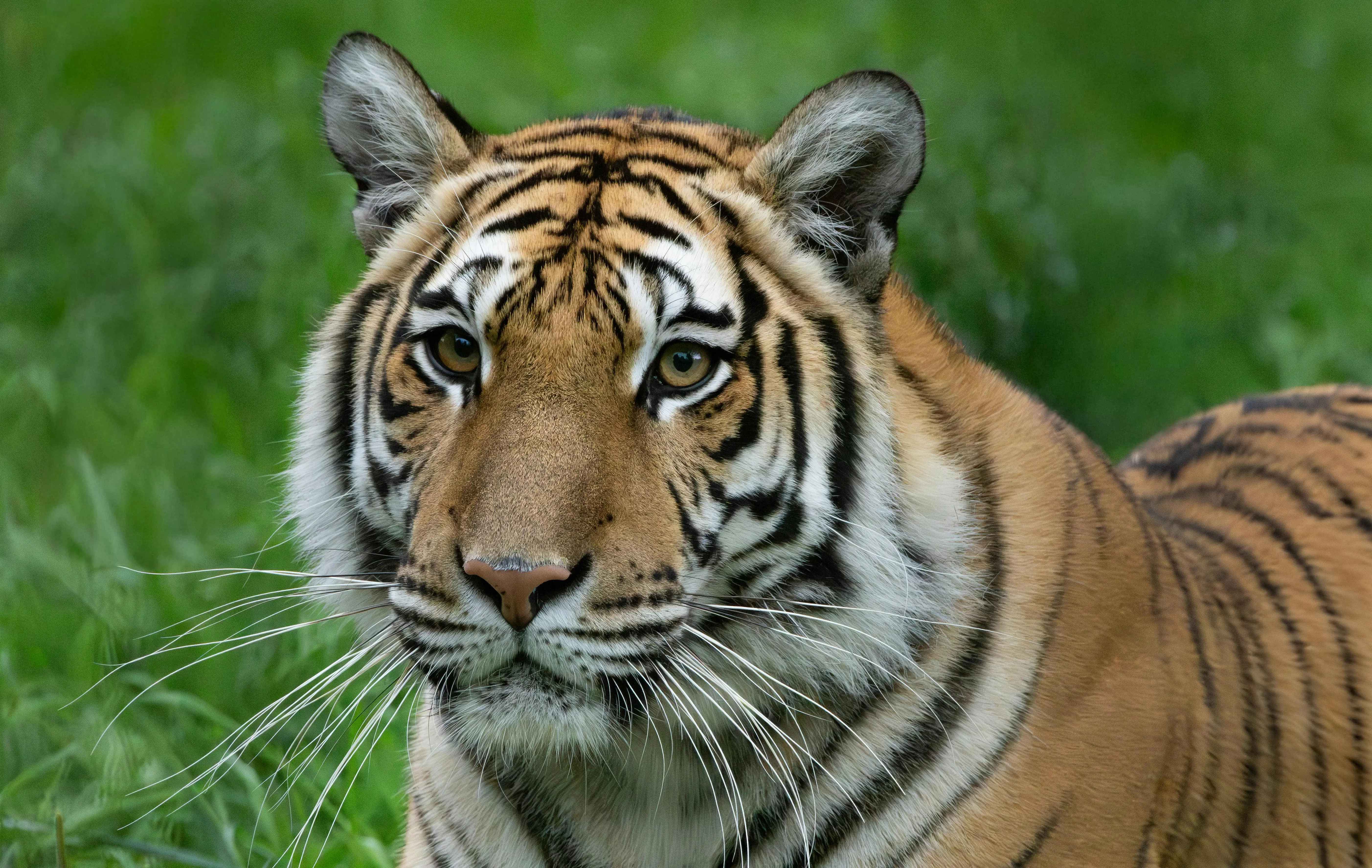 Bukan Sekadar Predator: Mengapa Harimau Menjadi Arsitek Spiritual dalam Kepercayaan Asia Selatan?